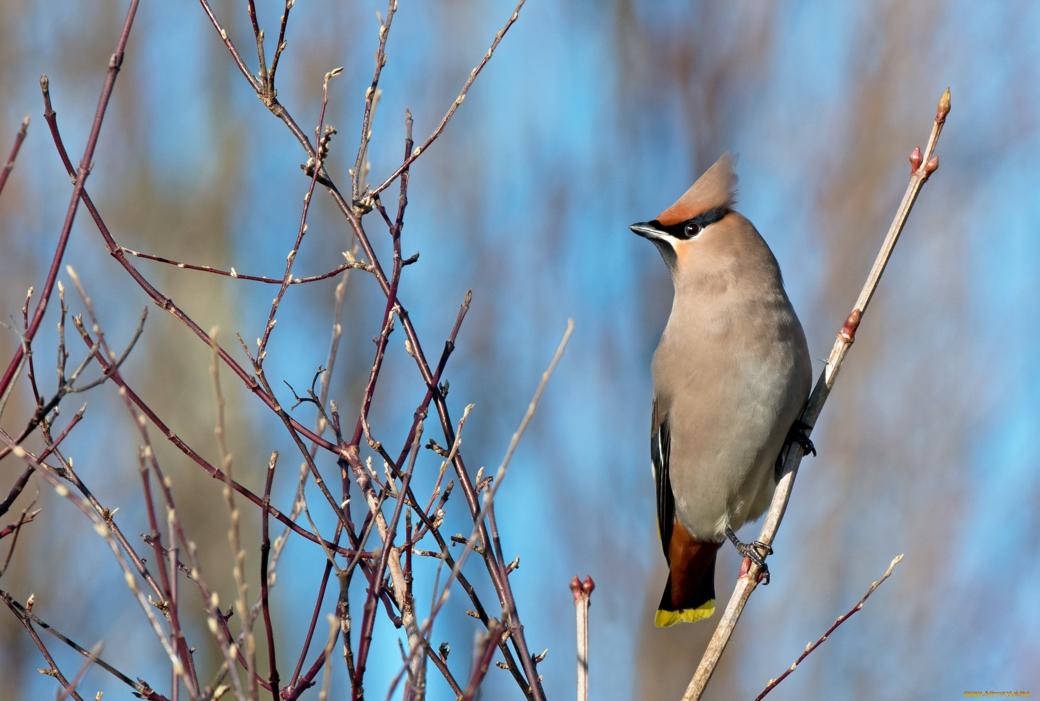 животные, свиристели, хохолок