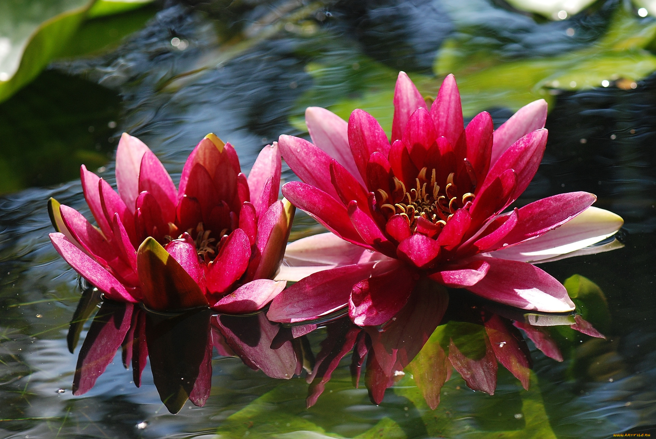 цветы, лилии, водяные, нимфеи, кувшинки, вода