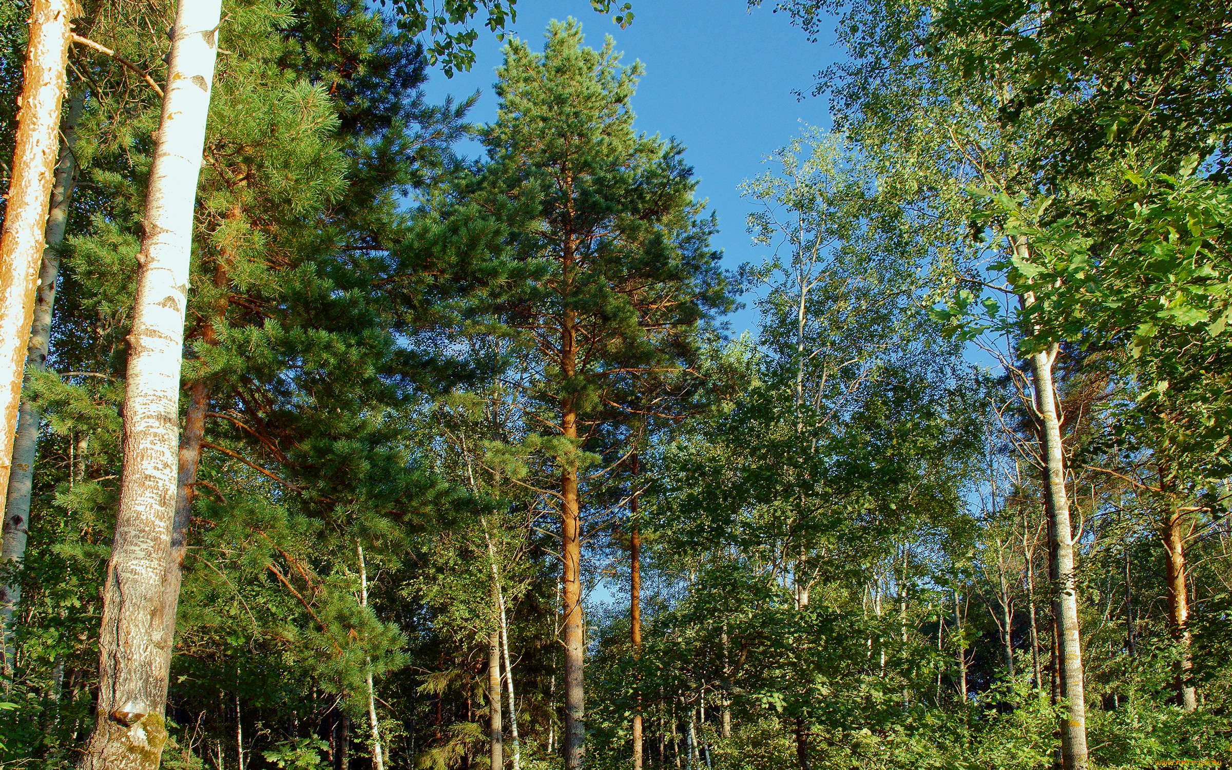 природа, лес, деревья, небо