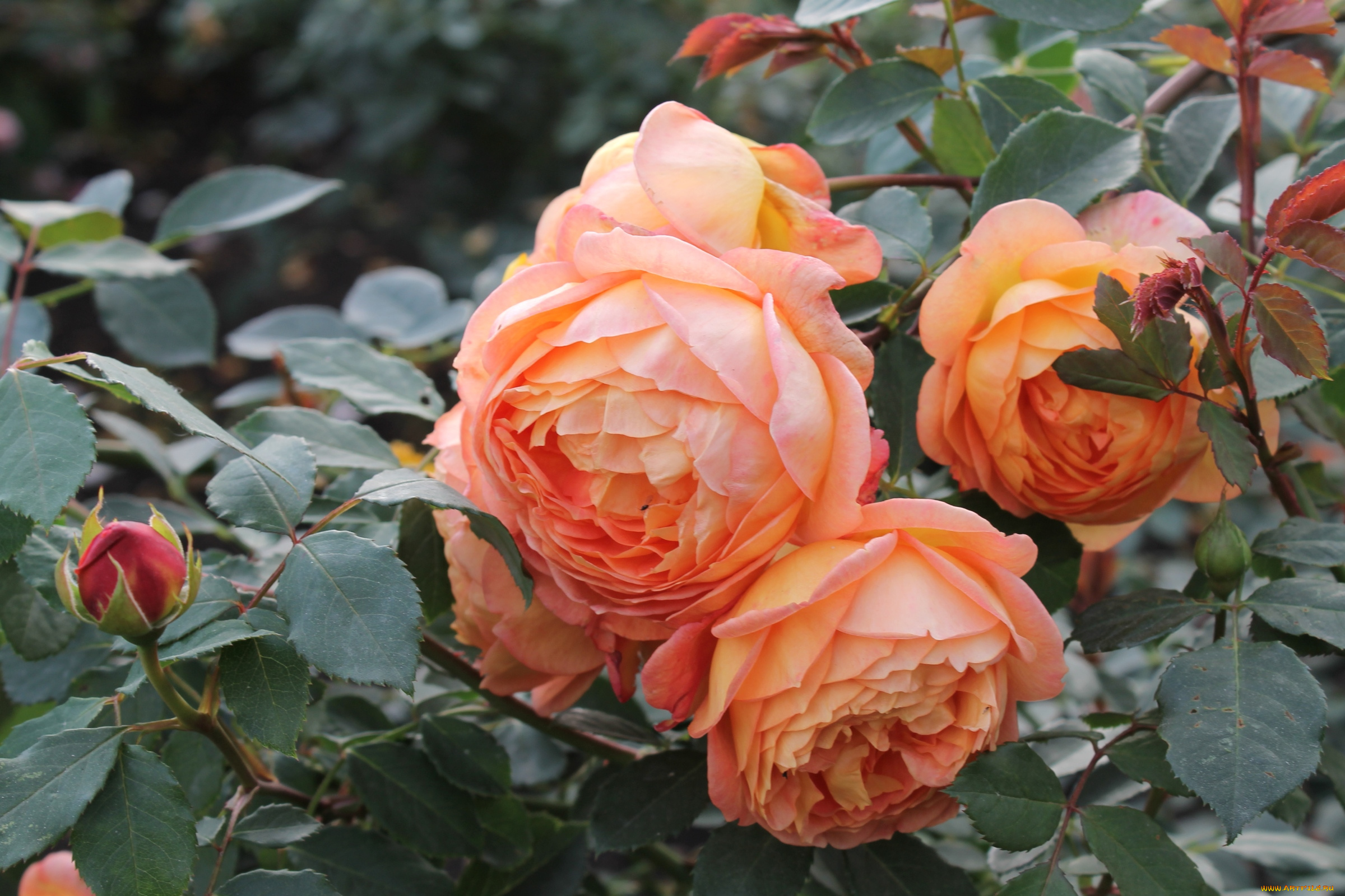 цветы, розы, куст