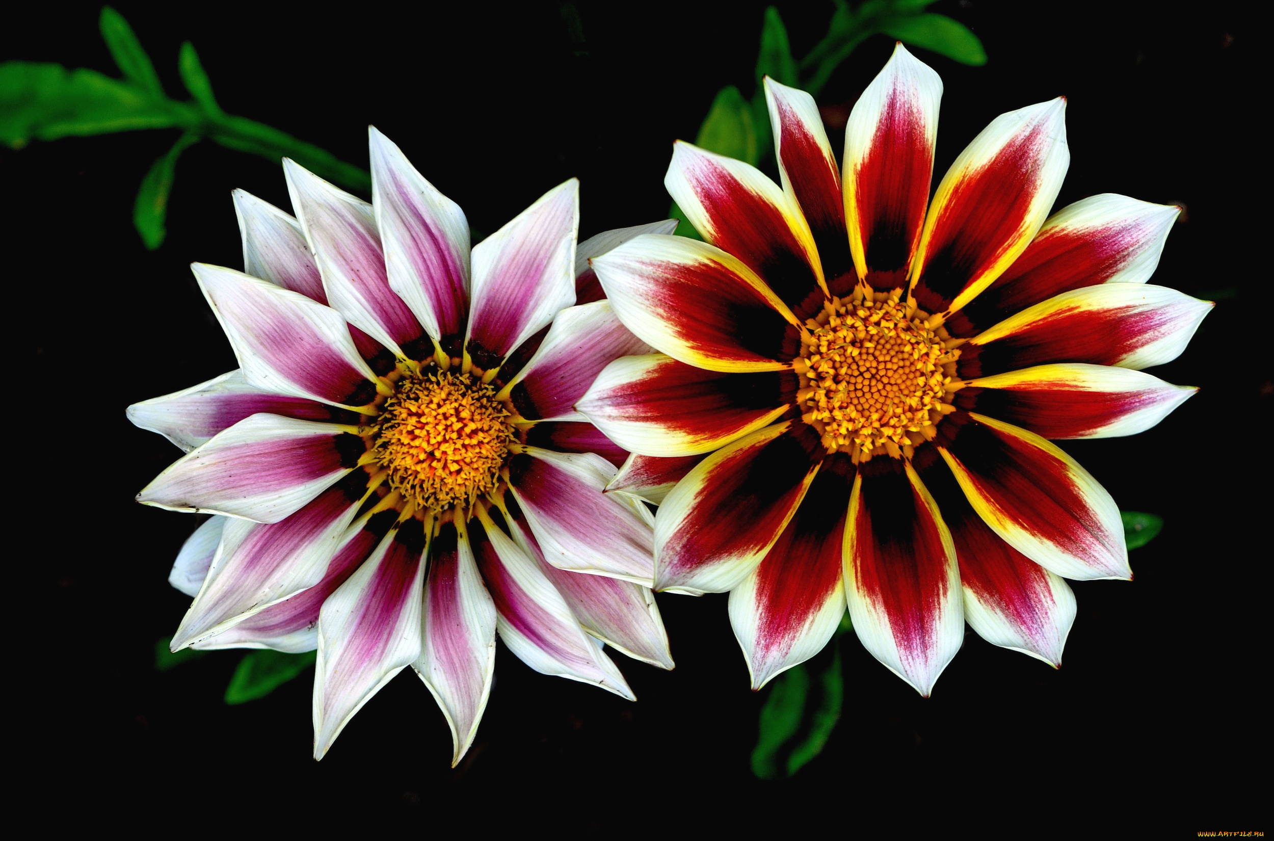 цветы, газания, пара, макро