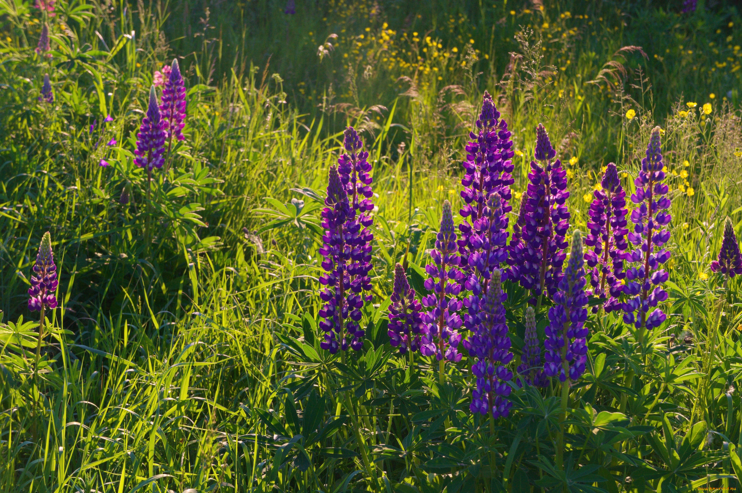 цветы, люпин, фиолетовый