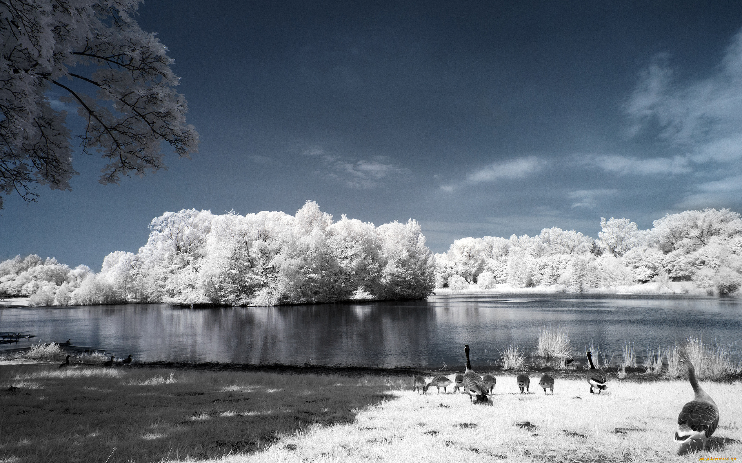 животные, гуси, иней, деревья, река