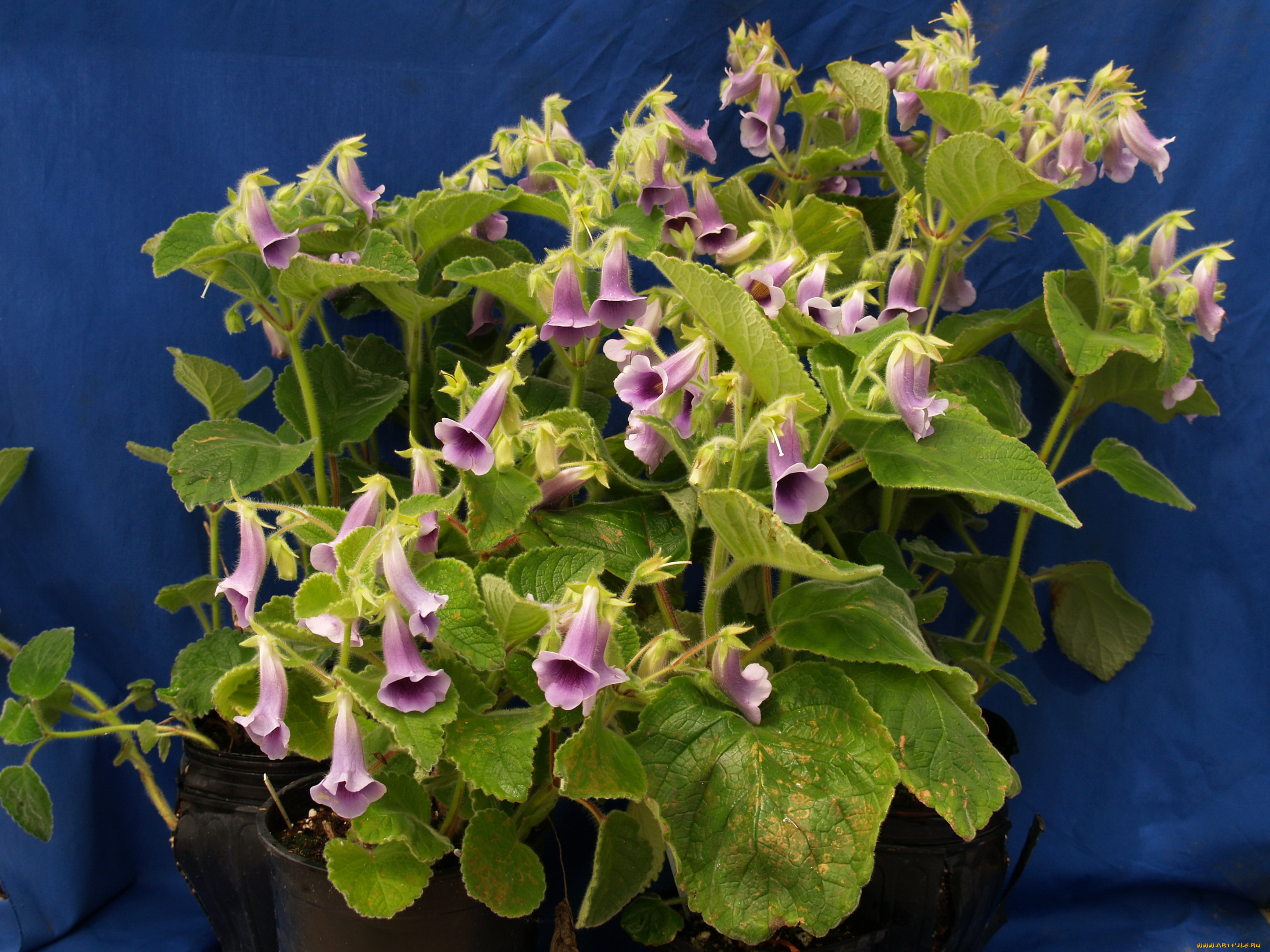 цветы, глоксиния, синнингия