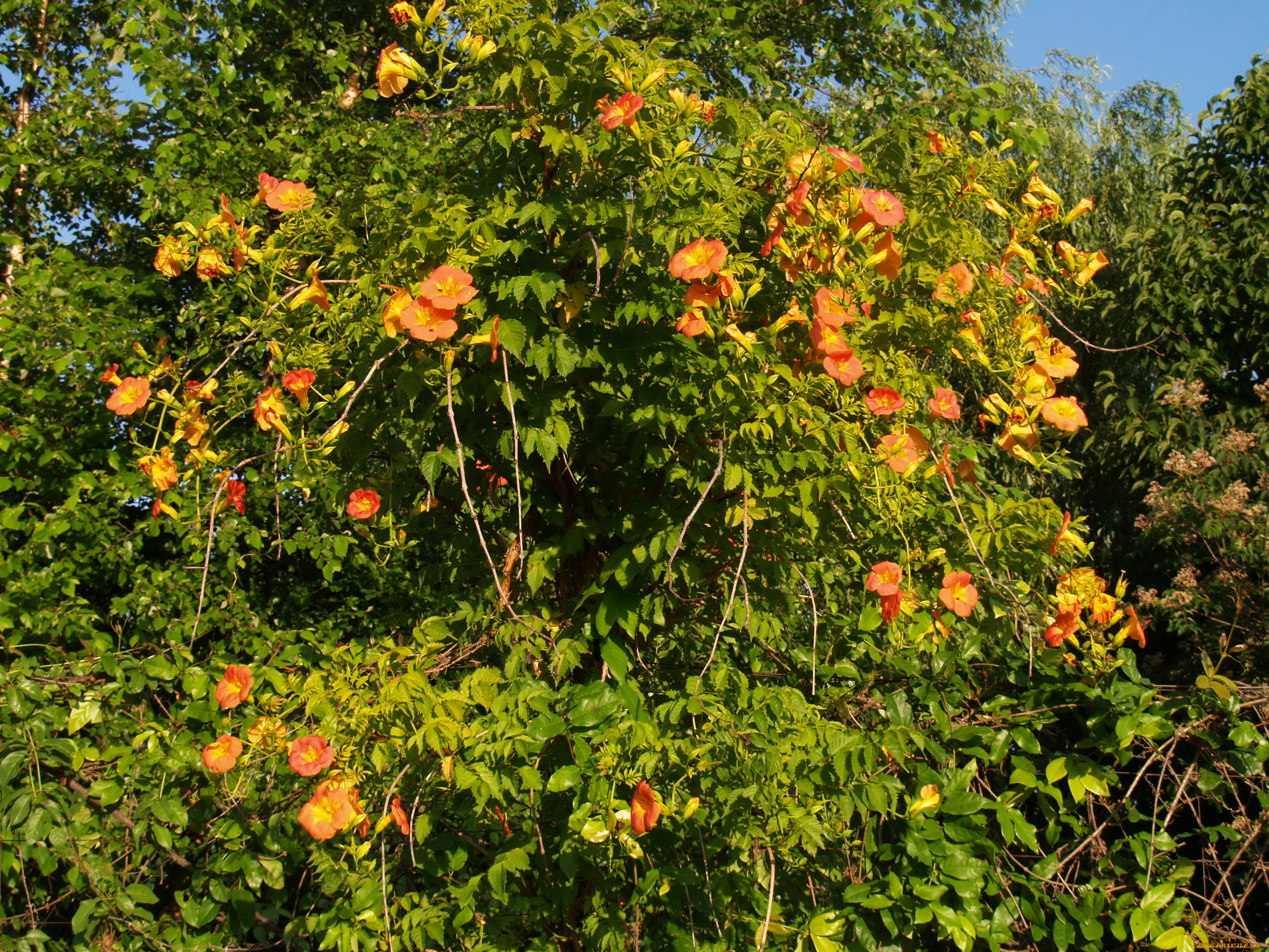 цветы, кампсис, текома