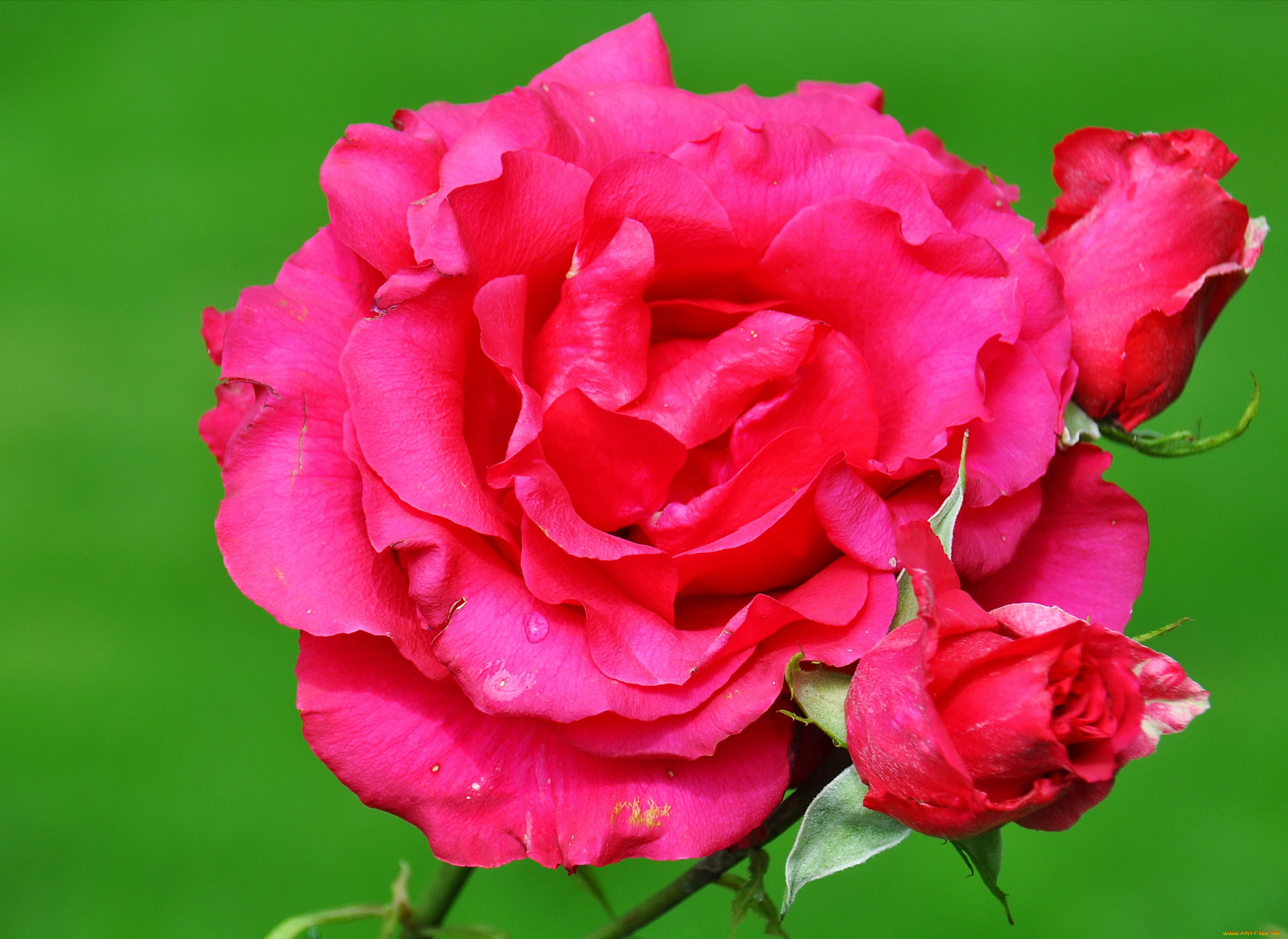 цветы, розы, роза