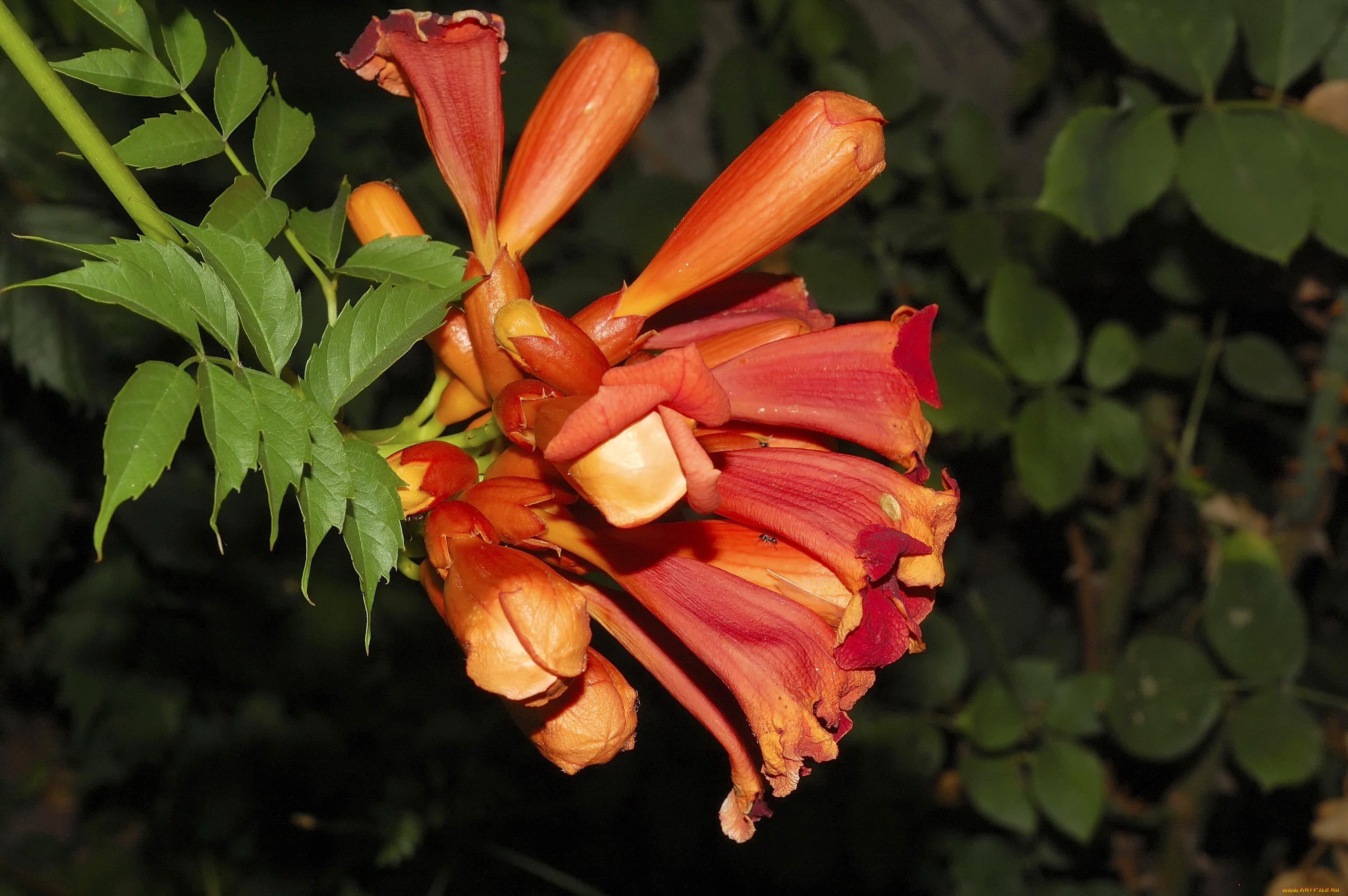 цветы, кампсис, текома