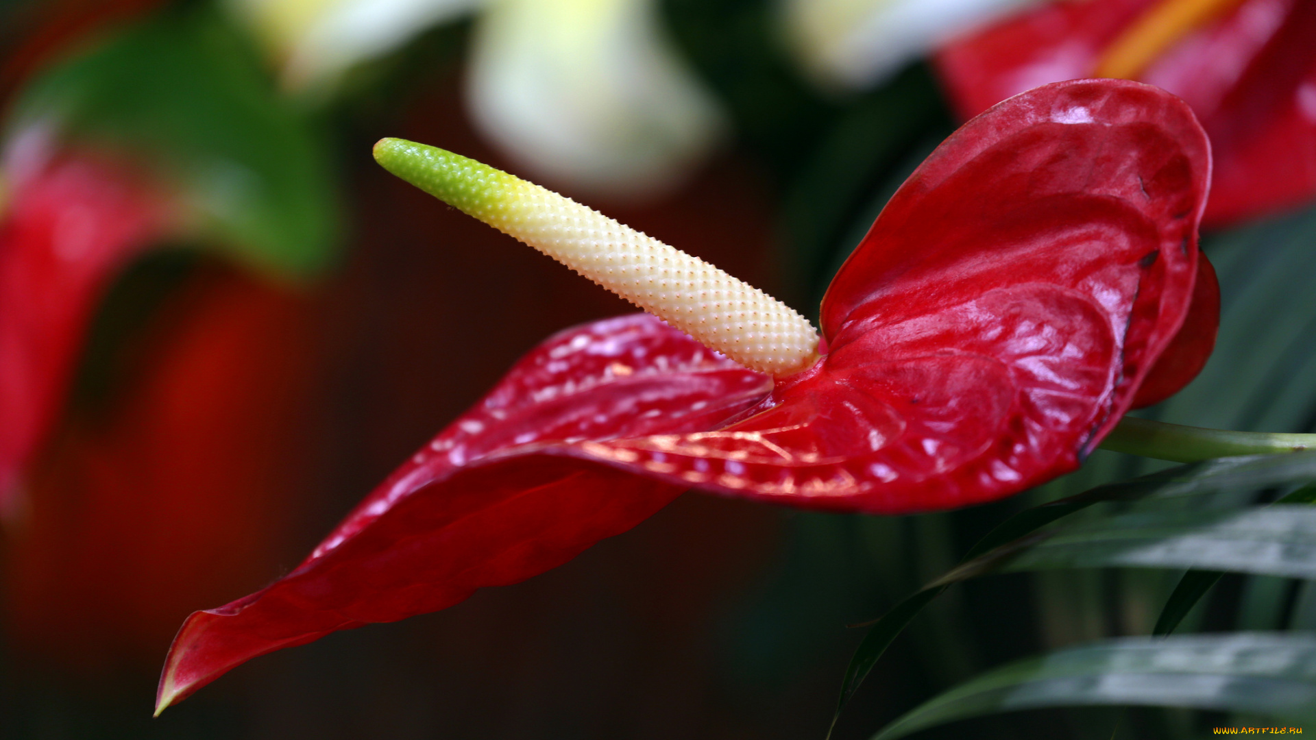 цветы, антуриум, , цветок, фламинго, антуриум, цветок, тычинка, красный, цветение