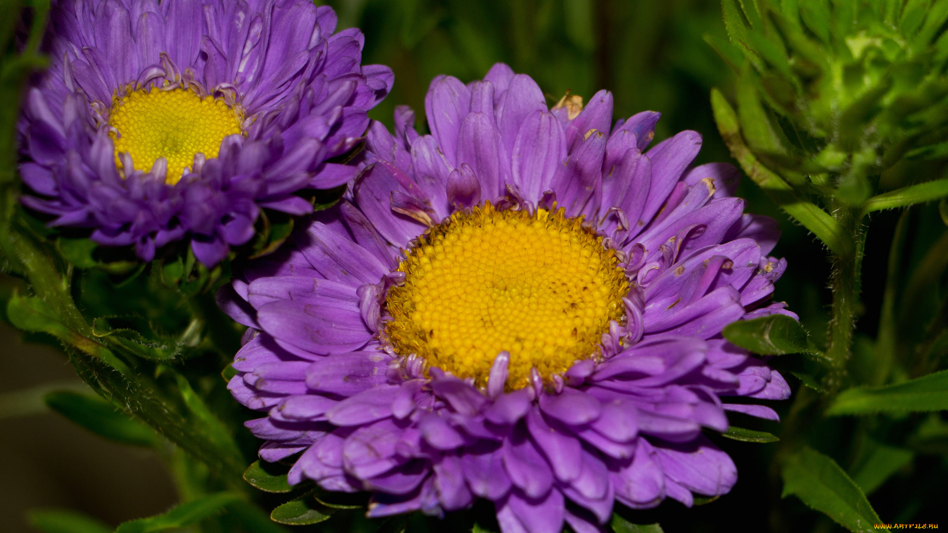 цветы, астры, бутон, лепестки, астра, bloom, colorful, сиреневая, tulips, flowers, and, many, цветение