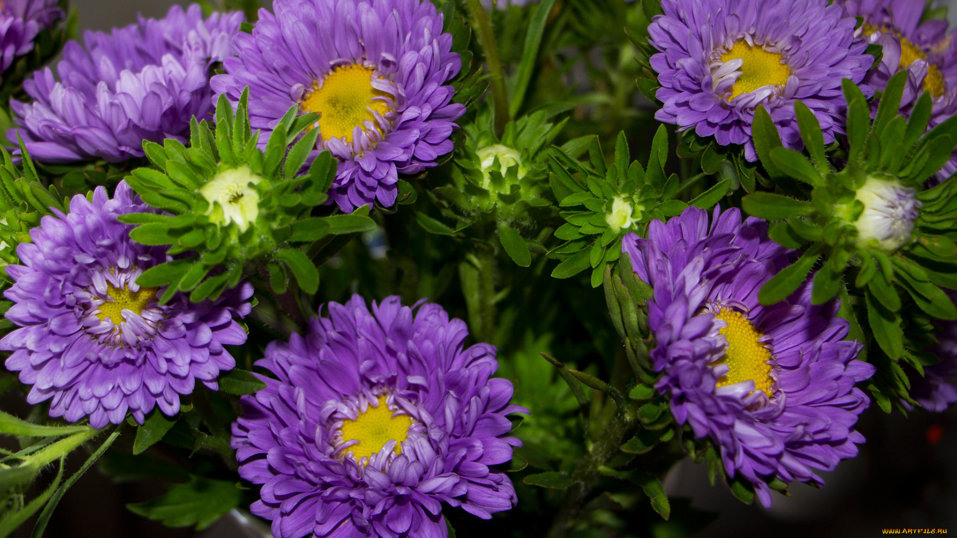 цветы, астры, flowers, tulips, цветение, сиреневая, бутон, bloom, лепестки, астра, colorful, and, many