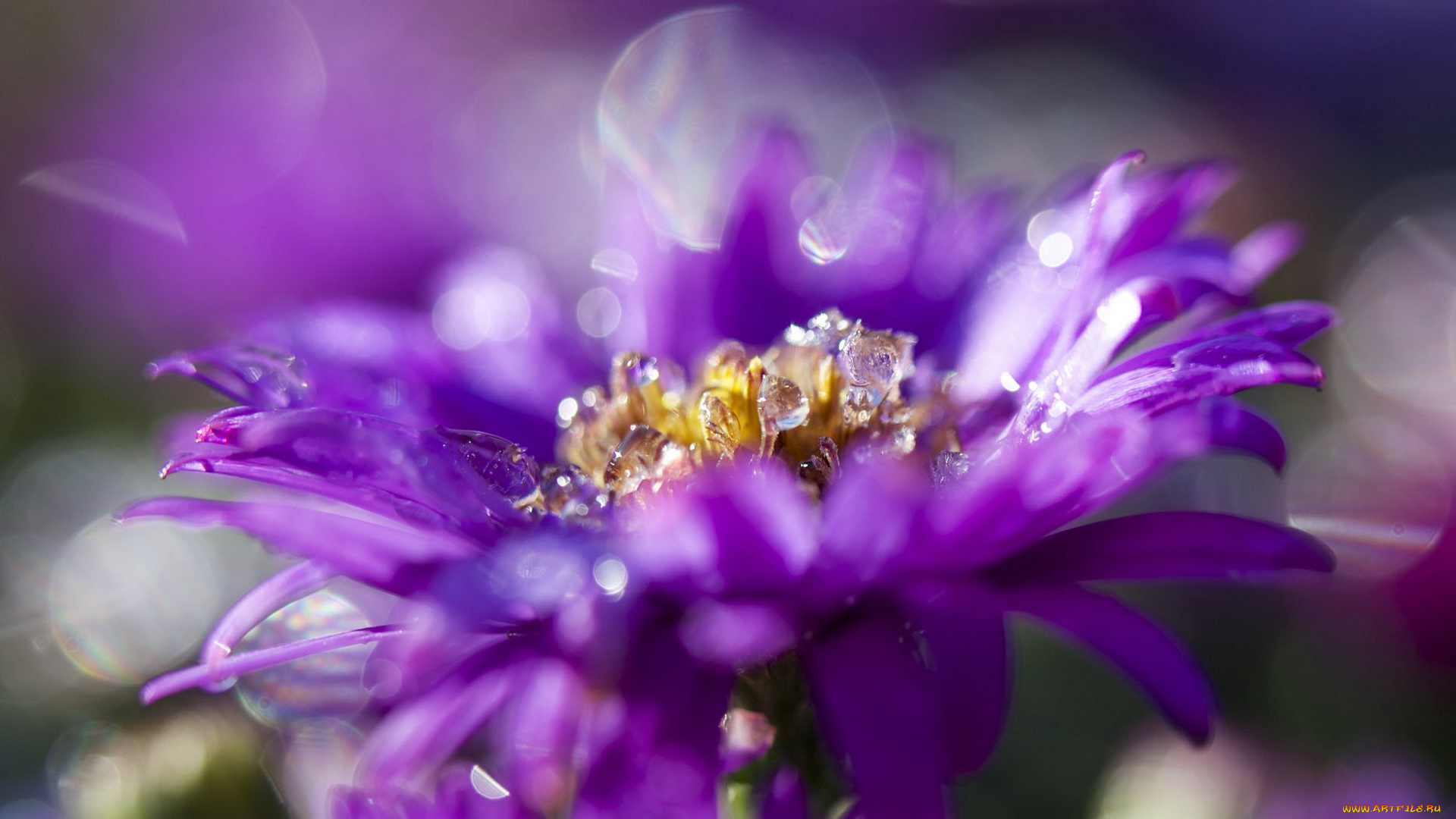 цветы, астры, tulips, colorful, and, many, flowers, сиреневая, цветение, bloom, бутон, лепестки, астра