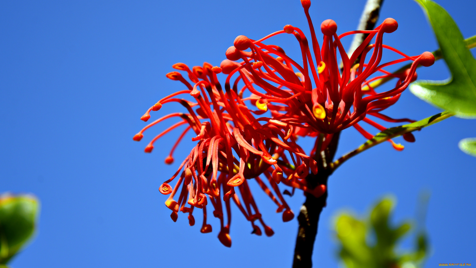 цветы, цветущие, деревья, , , кустарники, голубой, веточка, фон, небо, красные, необычные