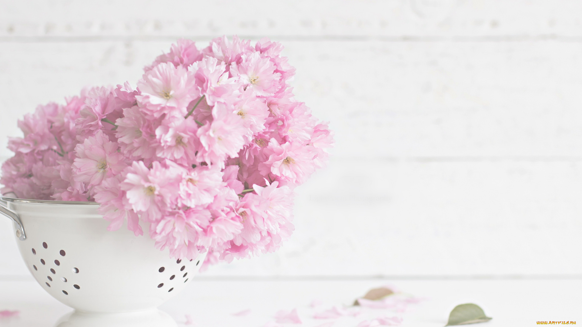 цветы, цветущие, деревья, , , кустарники, сито, цветение, лепестки, листики