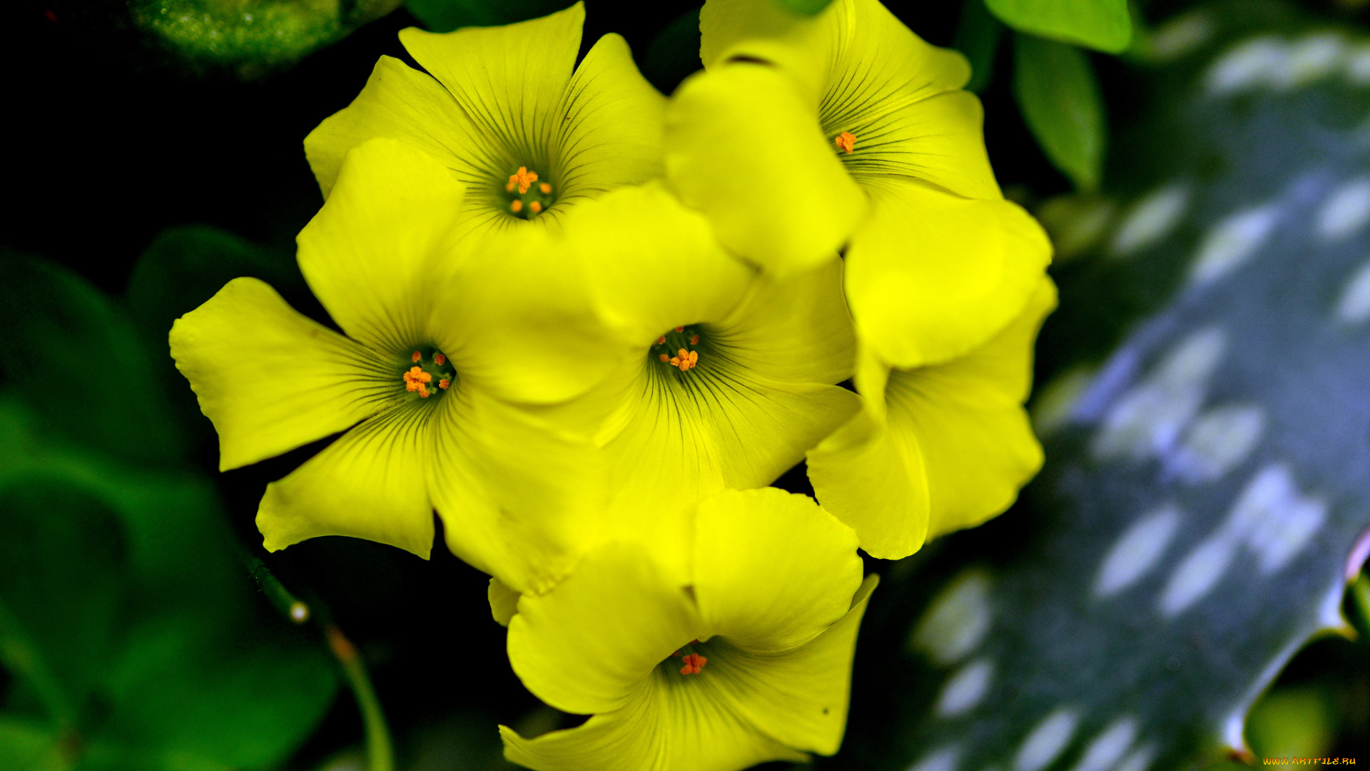 цветы, фон, макро, жёлтые