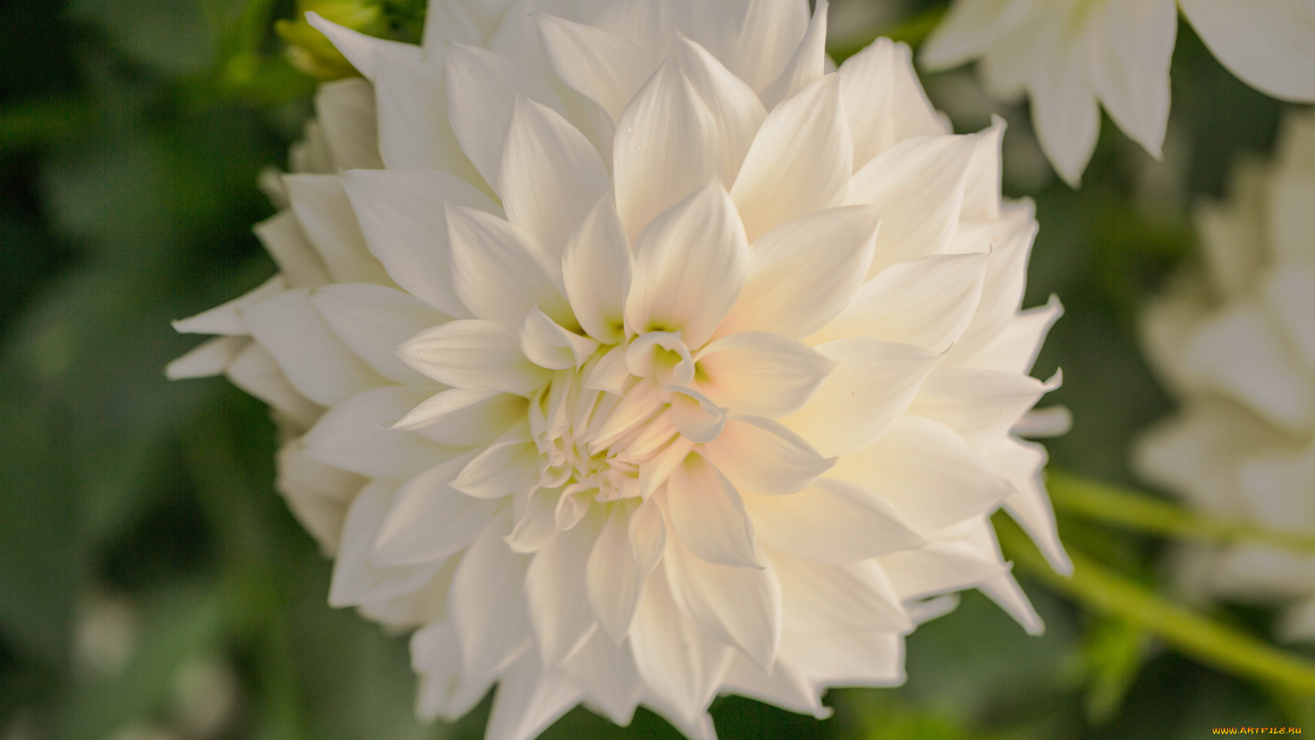 цветы, георгины, цветение, лепестки, бутон, белый, георгин