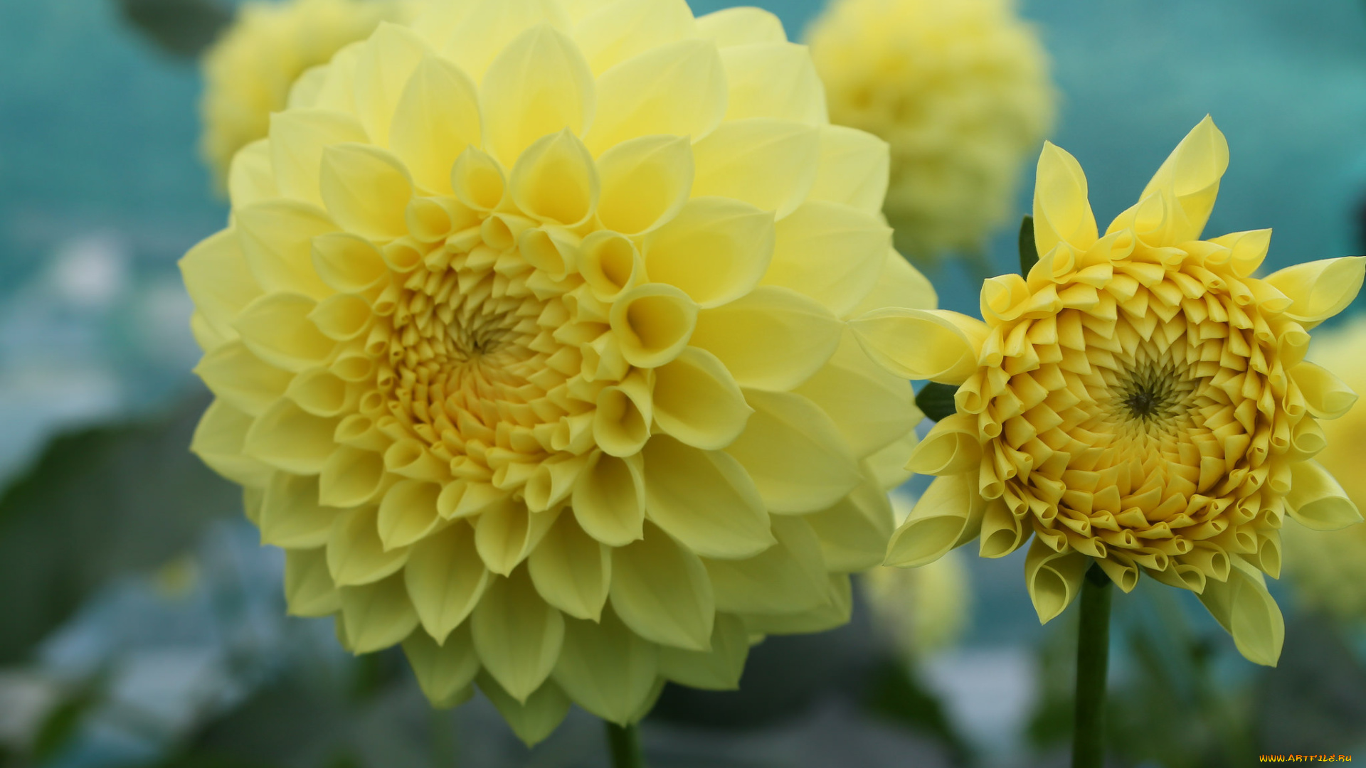 цветы, георгины, георгин, цветение, лепестки, цветок, желтый