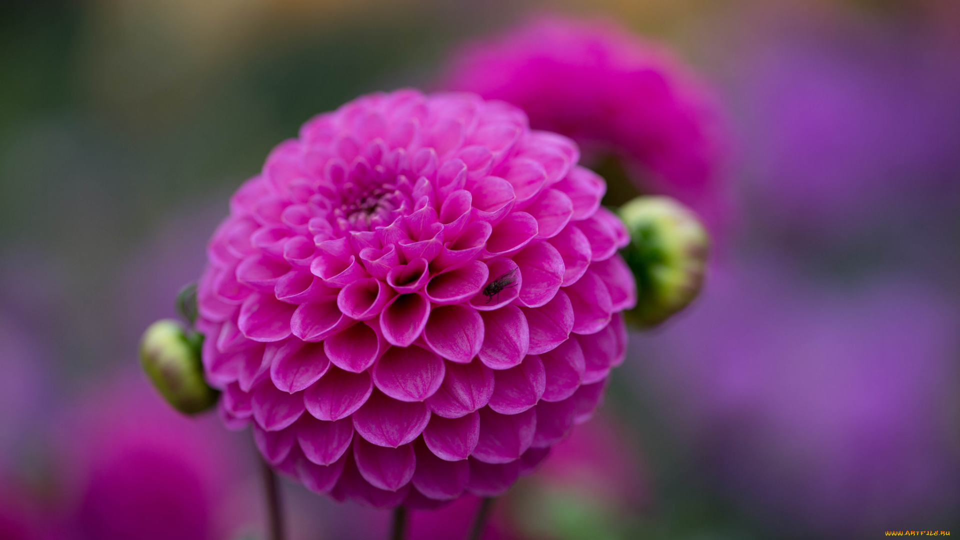 цветы, георгины, георгин, цветок, ветка, бутон, цветение, алый