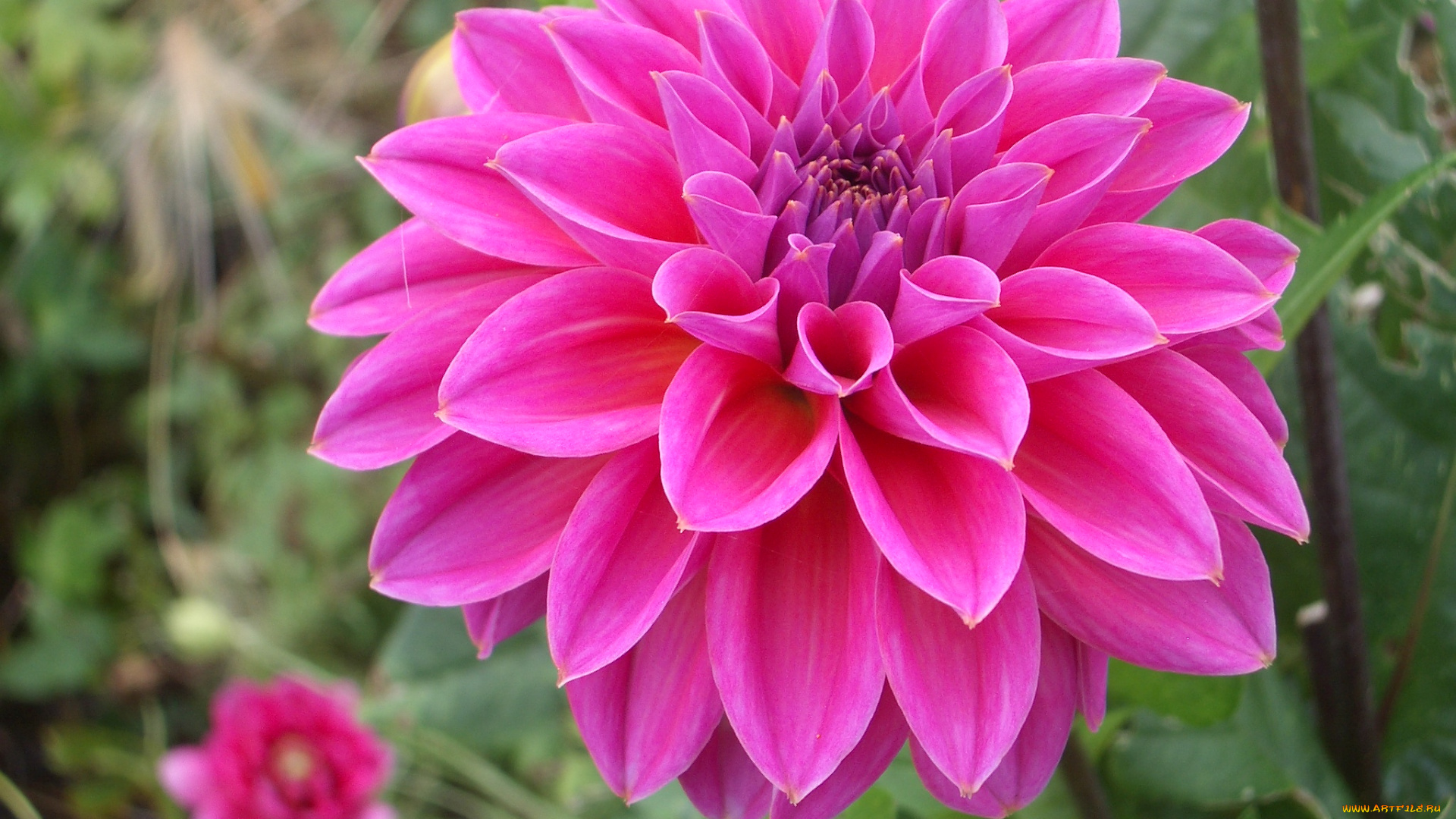 цветы, георгины, лепестки