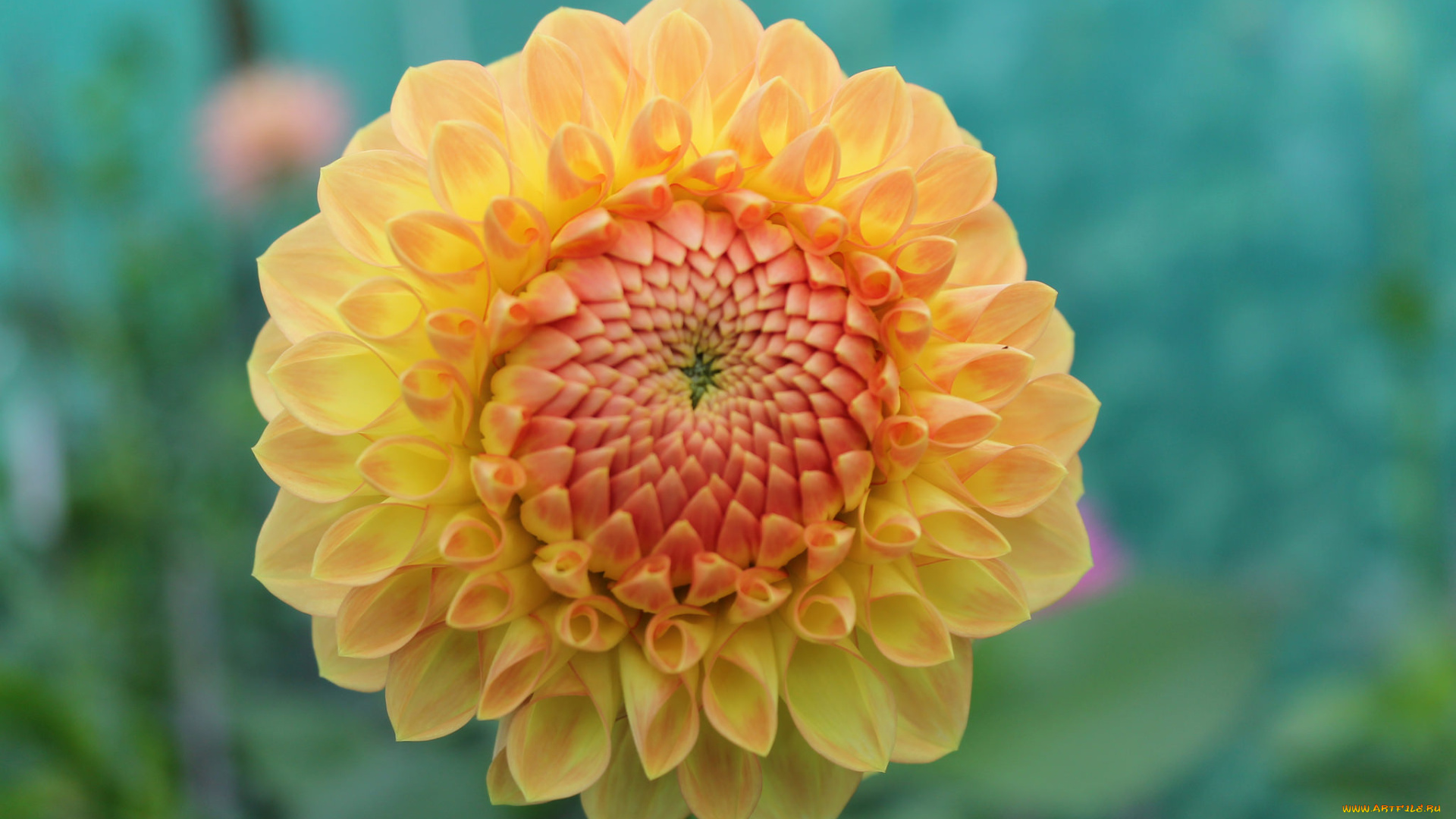 цветы, георгины, лепестки, бутон, цветок, цветение, желтый, георгин