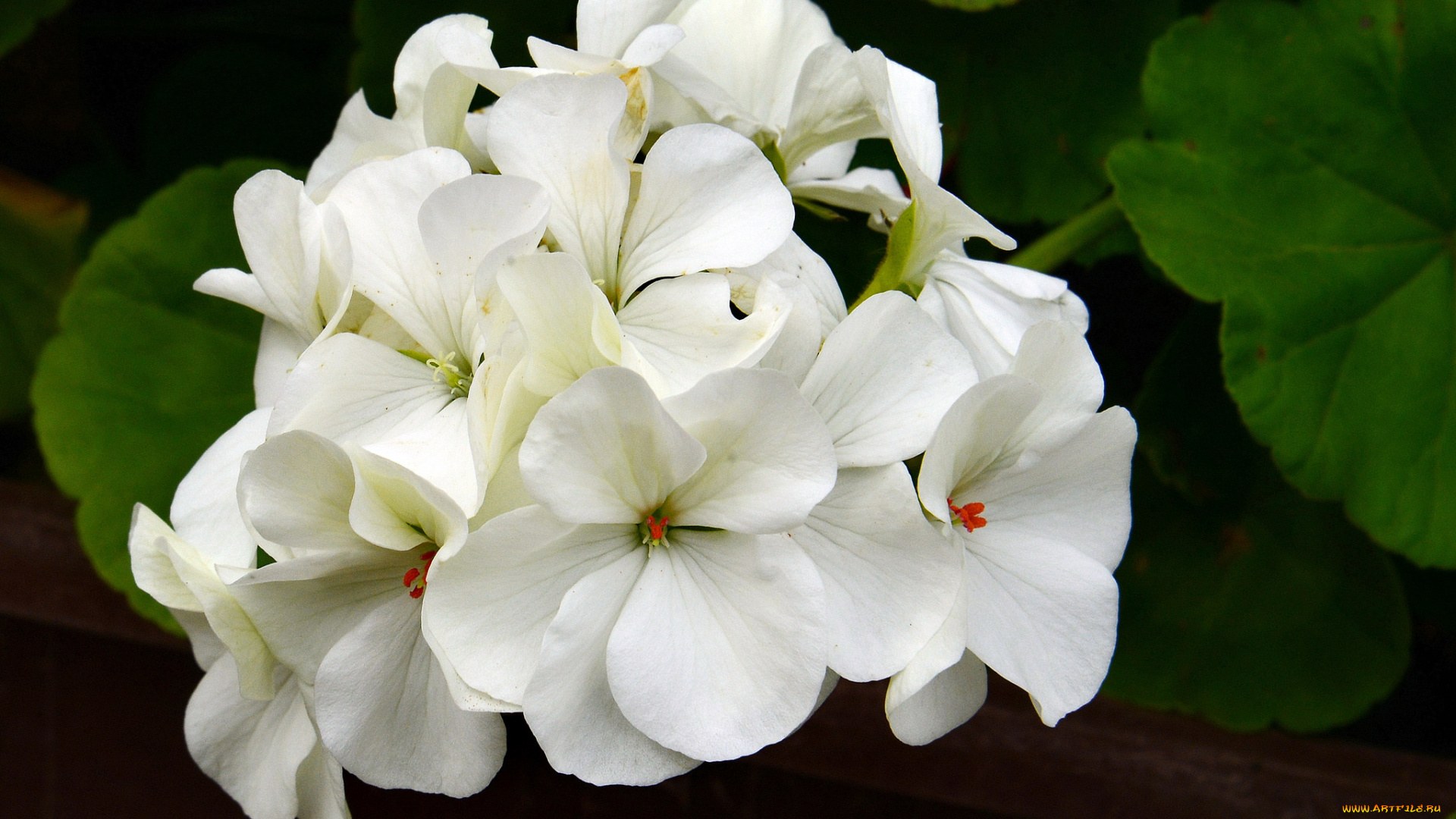 цветы, герань, макро, белые