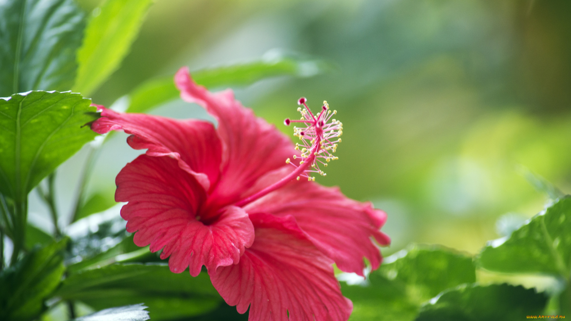 цветы, гибискусы, цветение, красный, листья, ветка, гибискус, цветок