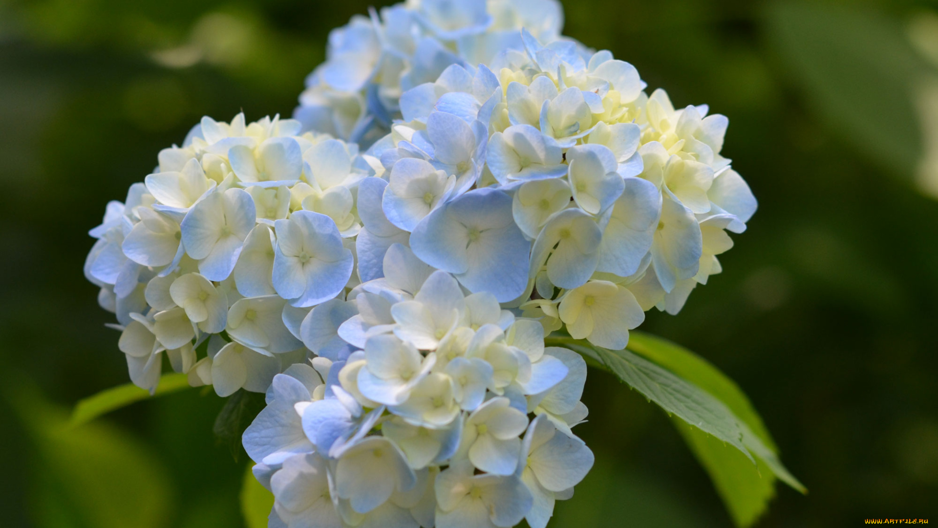цветы, гортензия, цветение, куст