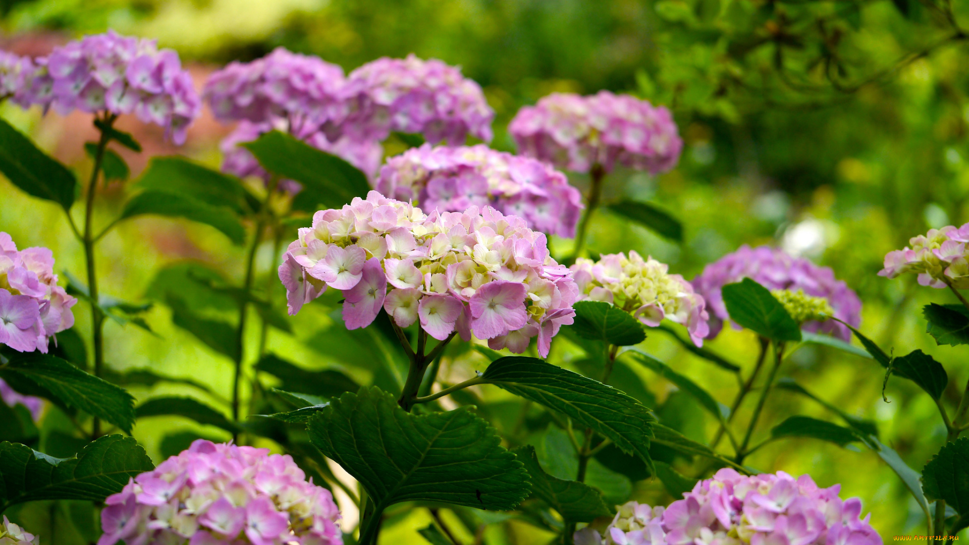 цветы, гортензия, листья, лепестки, куст, цветение