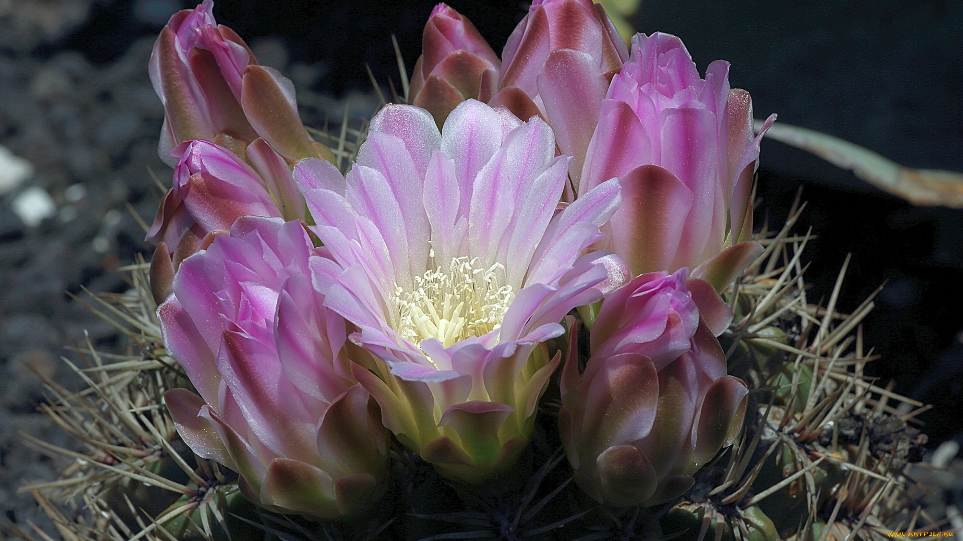 цветы, кактусы, розовые, кактус