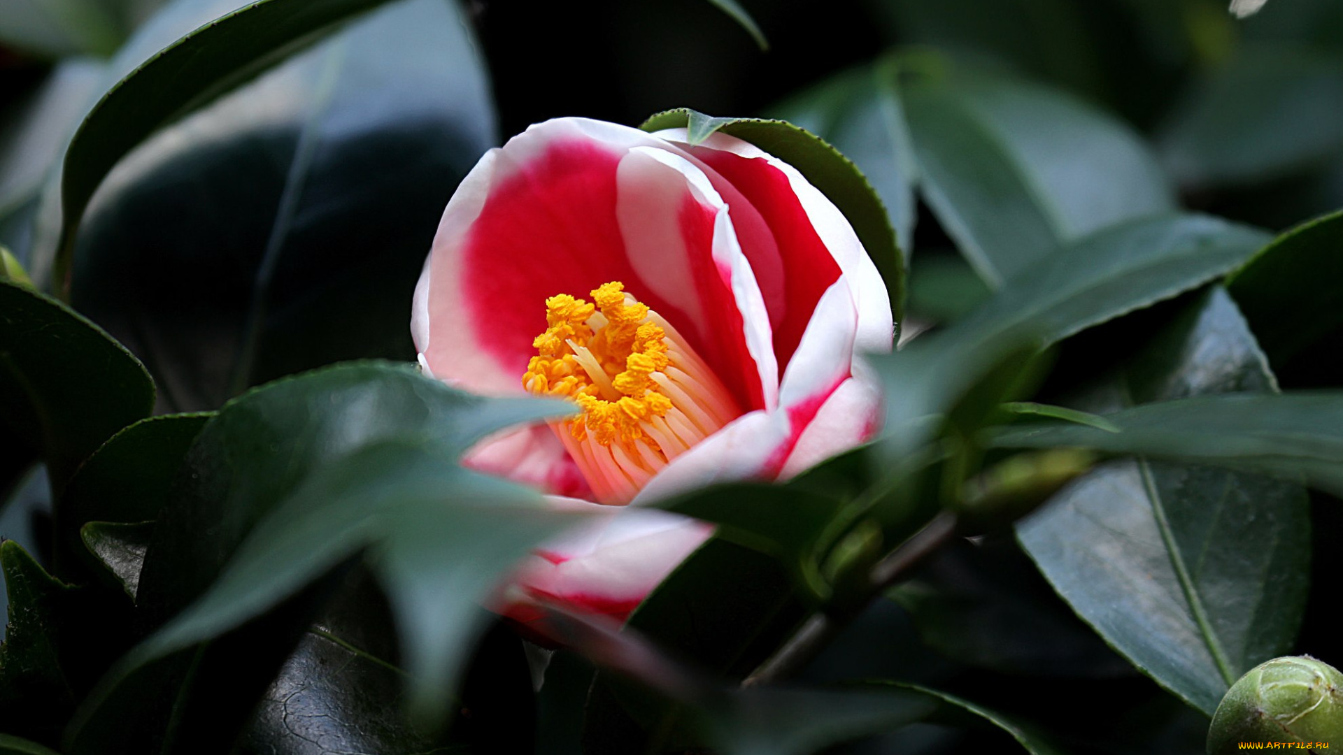 цветы, камелии, camellia, bud, shrubs, flowering, листья, камелия, leaf, кустарник, цветение, бутон