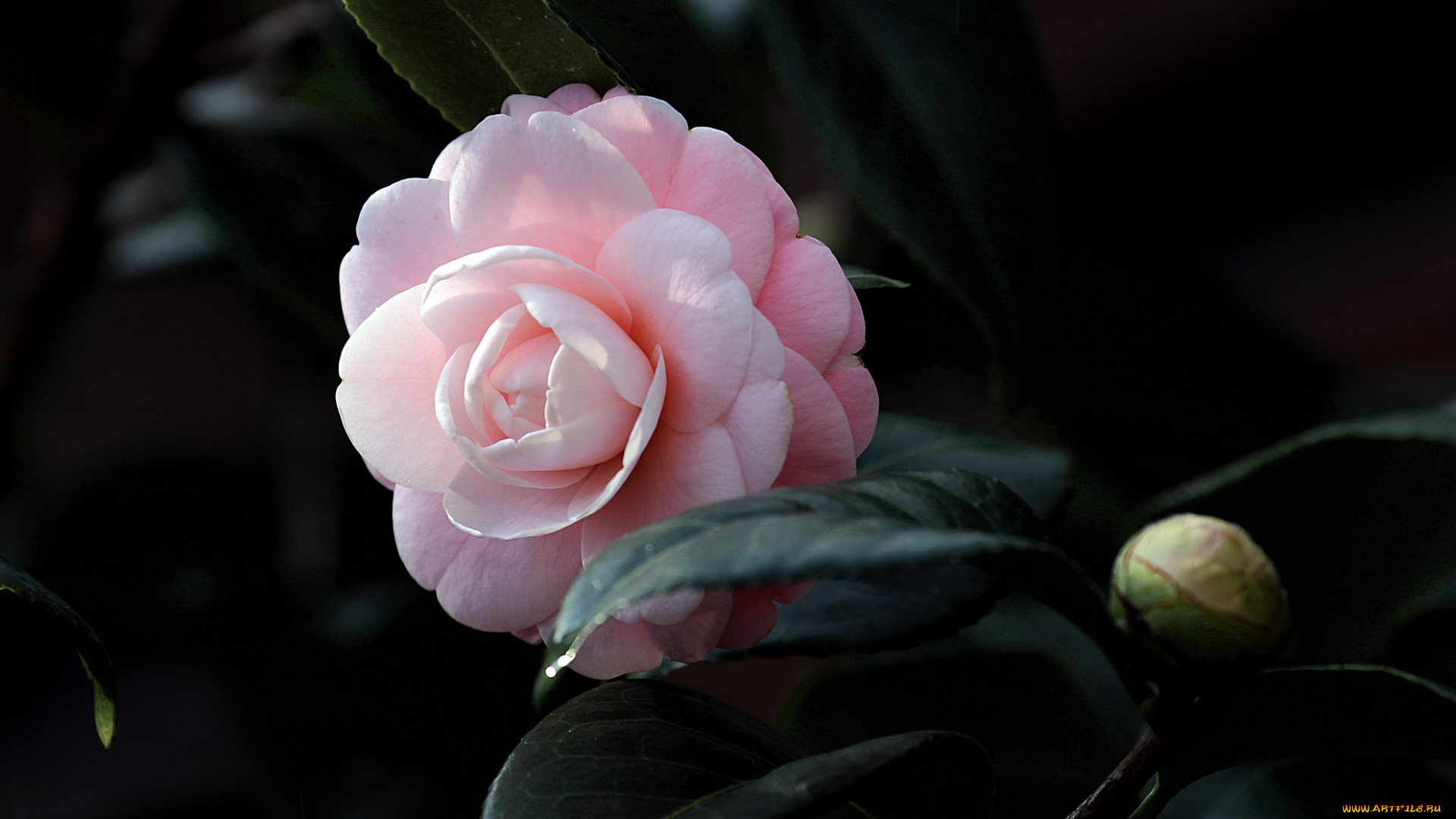 цветы, камелии, camellia, кустарник, цветение, бутон, камелия, shrubs, flowering, bud, leaf, листья