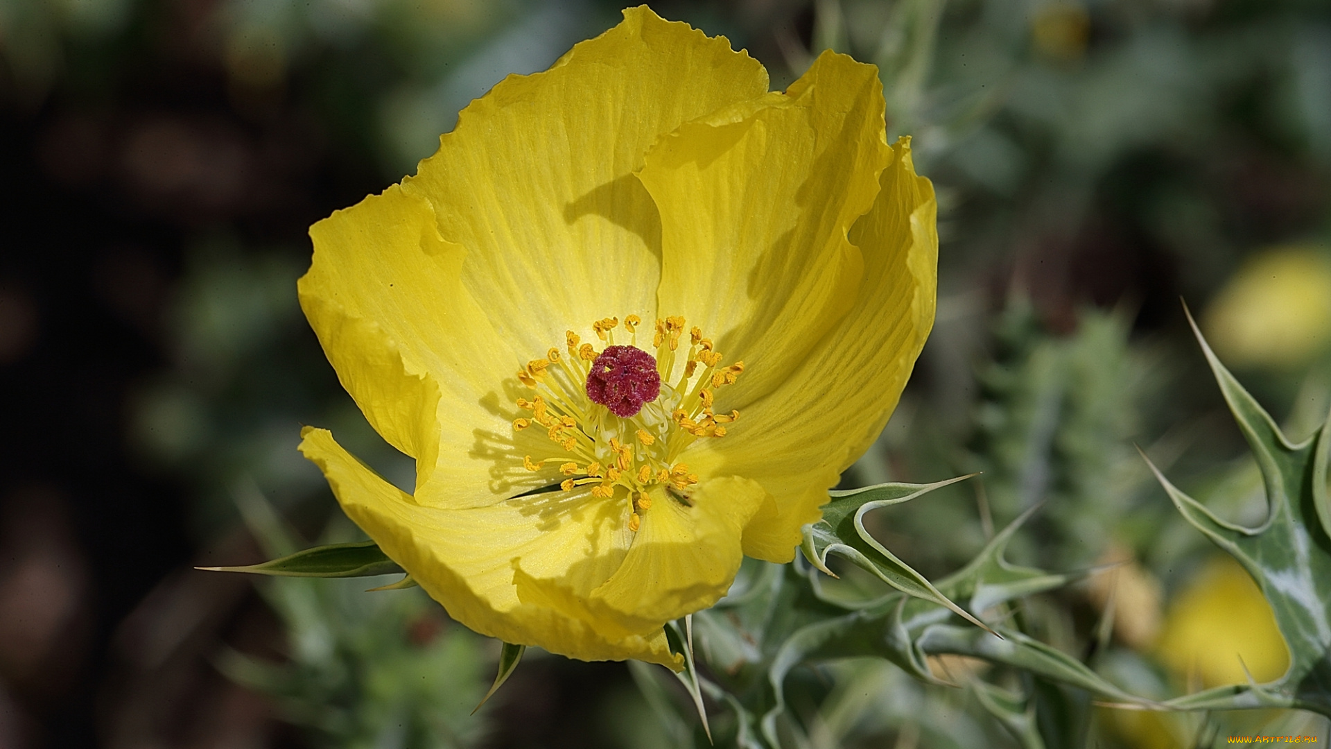 цветы, колючки, макро, цветок, тычинки, лепестки, жёлтый