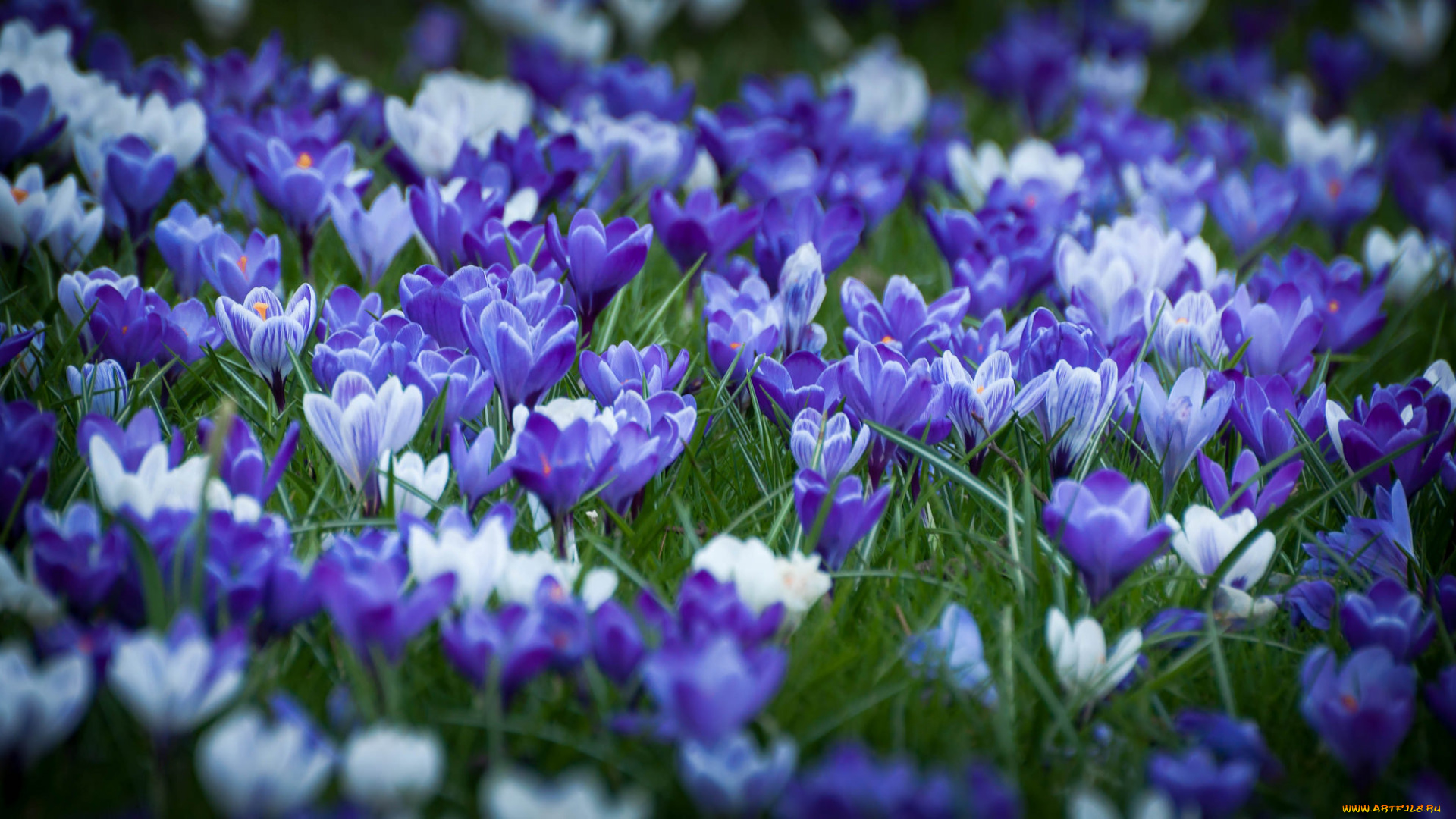 цветы, крокусы, кустики, цветение, листики, весна, травка, лес