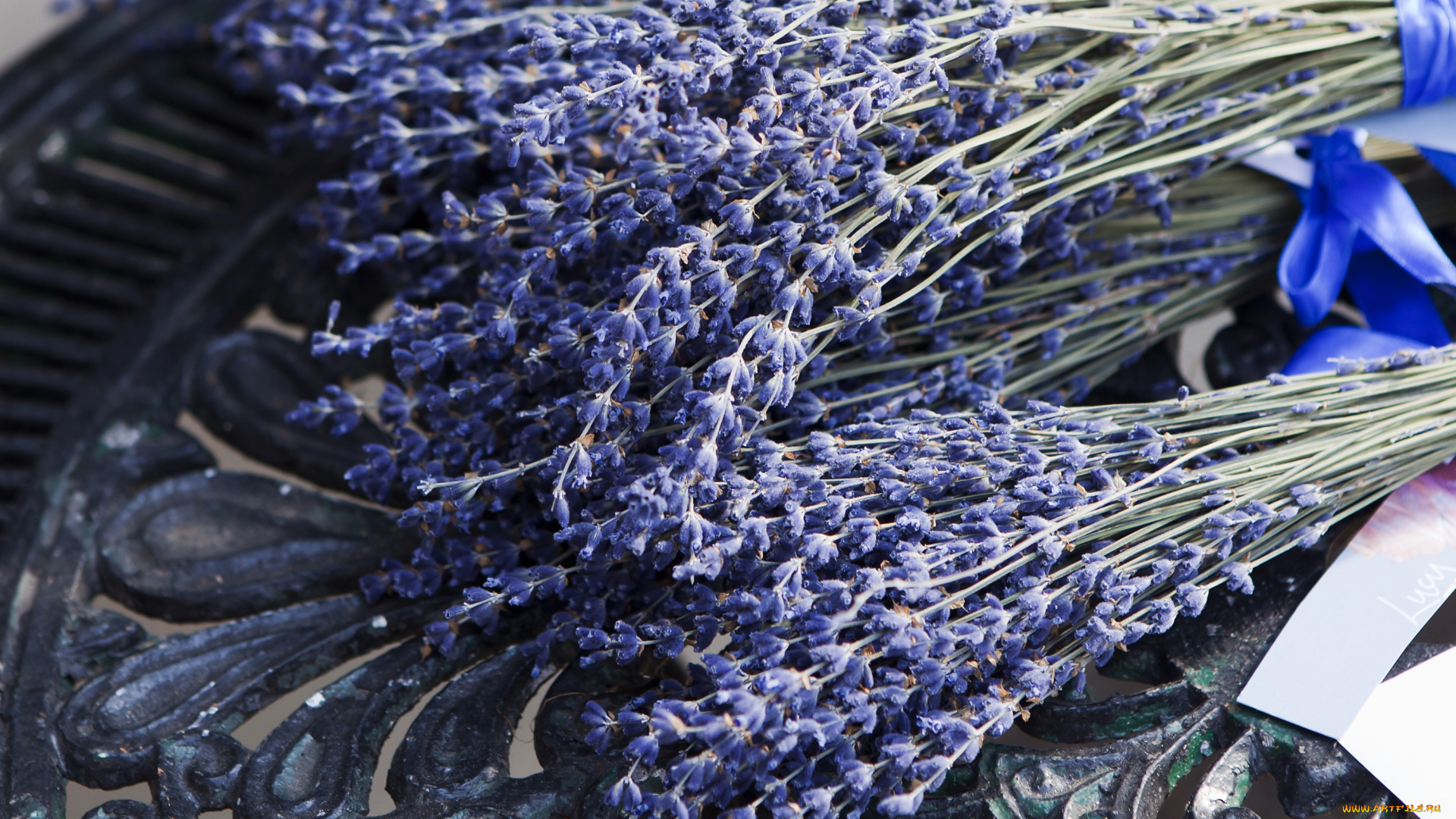 цветы, лаванда, много, банты, букеты, пучки