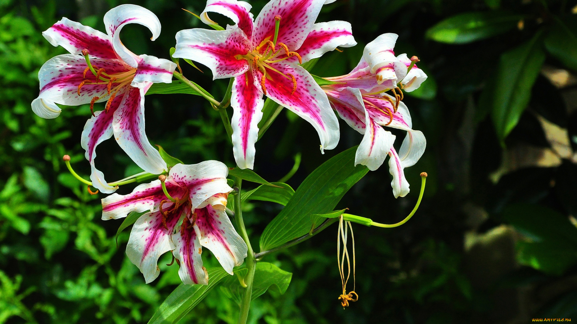 цветы, лилии, , лилейники, куст, цветение, бело-розовые, лепестки, цветки, ветка