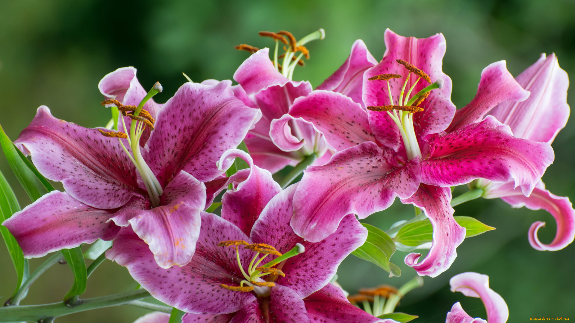 цветы, лилии, , лилейники, розовая, цветение, ветка, цветки, лепестки, тычинки