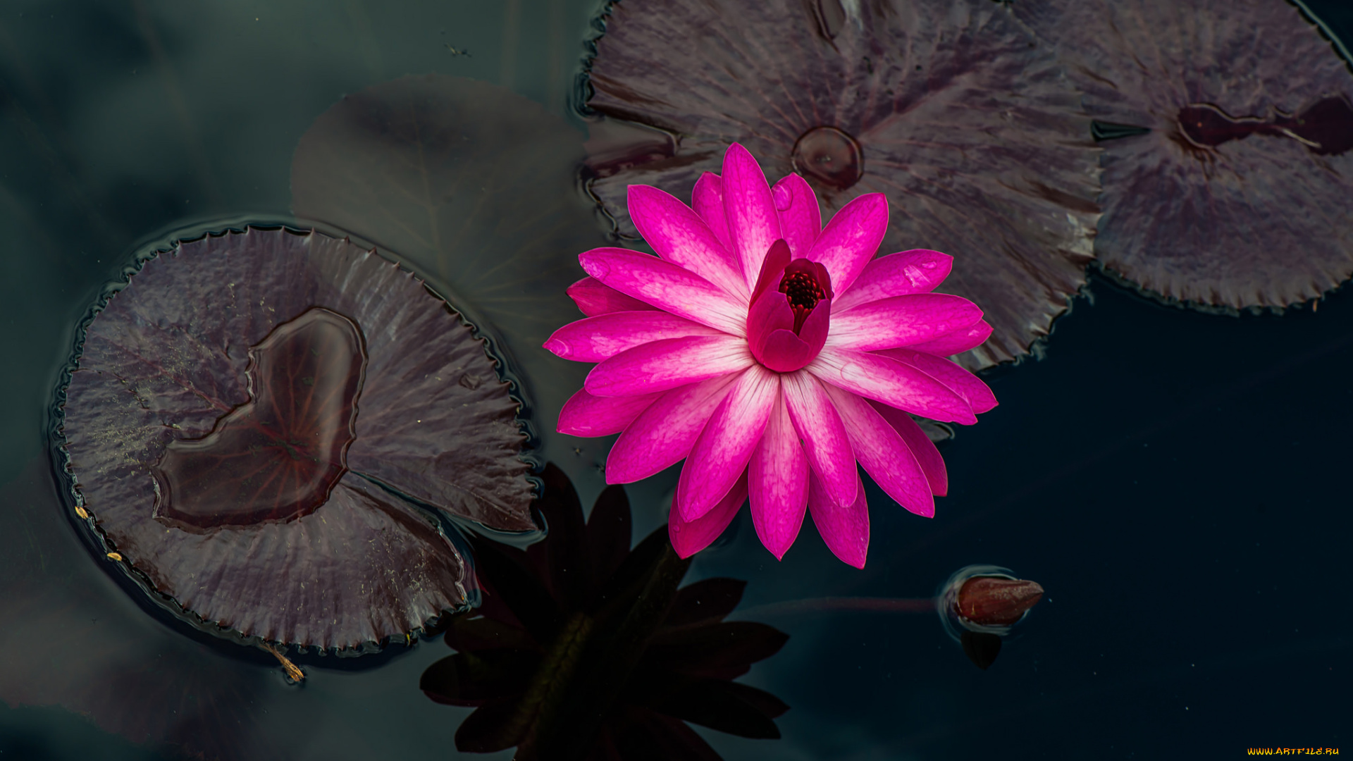 цветы, лилии, водяные, , нимфеи, , кувшинки, капли, листья, кувшинки, водоем, цветение, лепестки, бутоны, вода