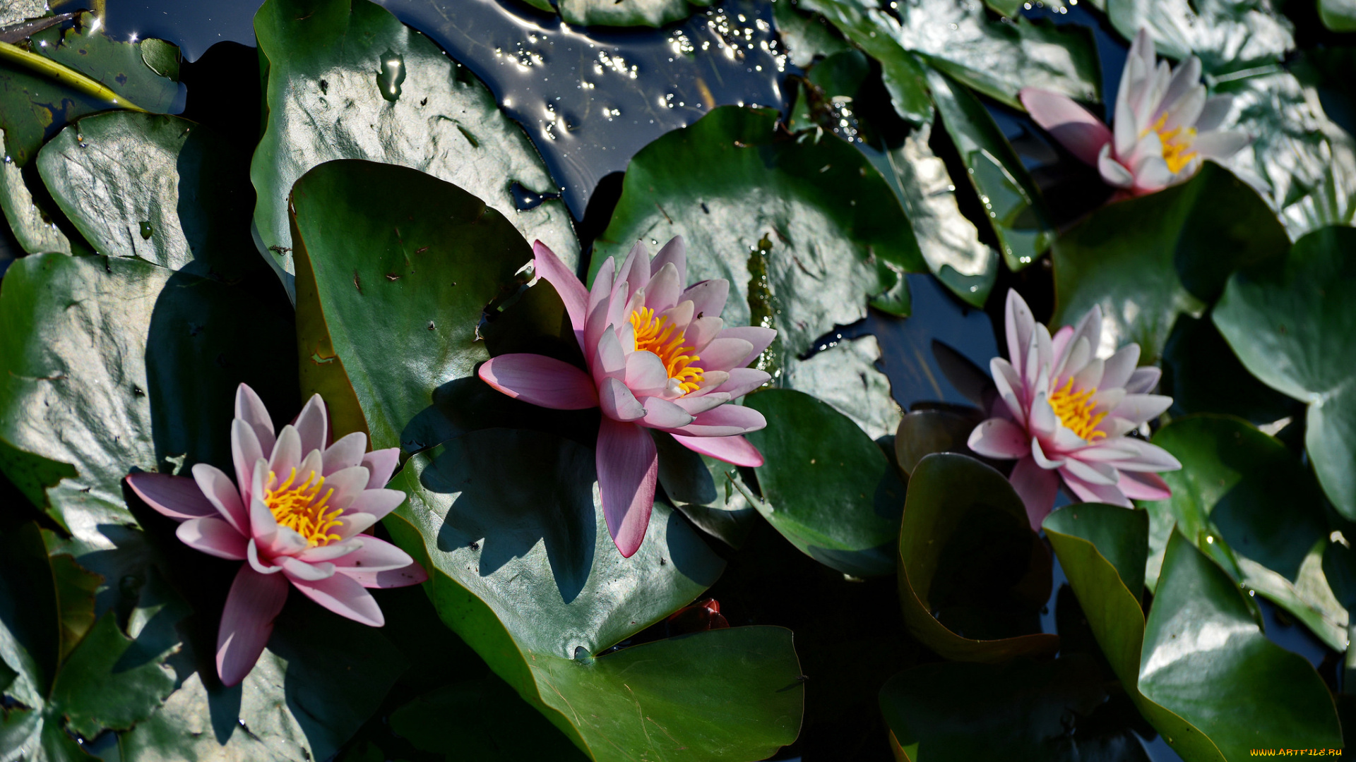 цветы, лилии, водяные, , нимфеи, , кувшинки, листья, розовые, лилии, водяные, вода