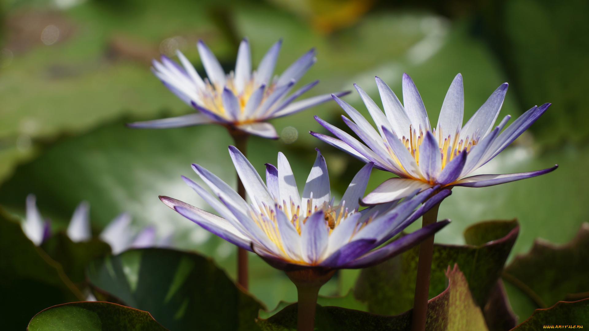 цветы, лилии, водяные, , нимфеи, , кувшинки, листья, лепестки, цветки, водяные, лилии, цветение, водоем, вода