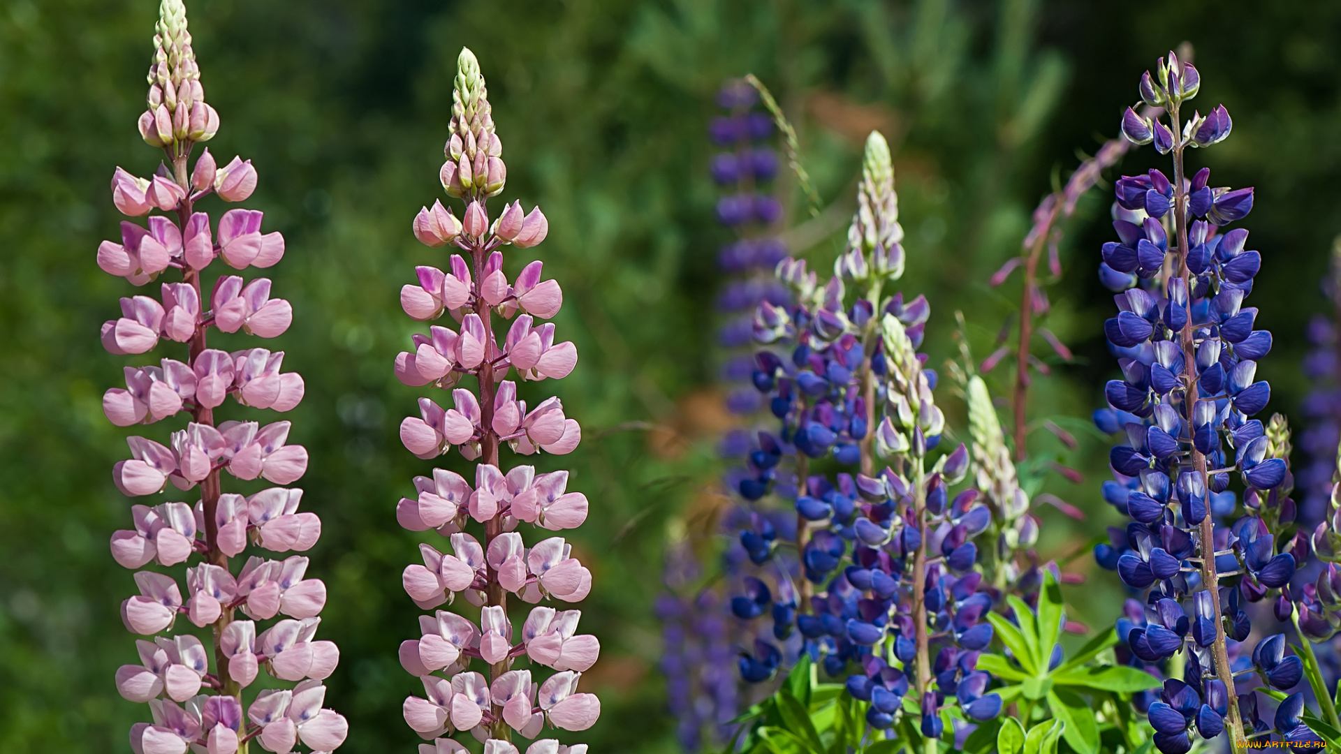 цветы, люпин, фиолетовый, розовый, цветки, цветение
