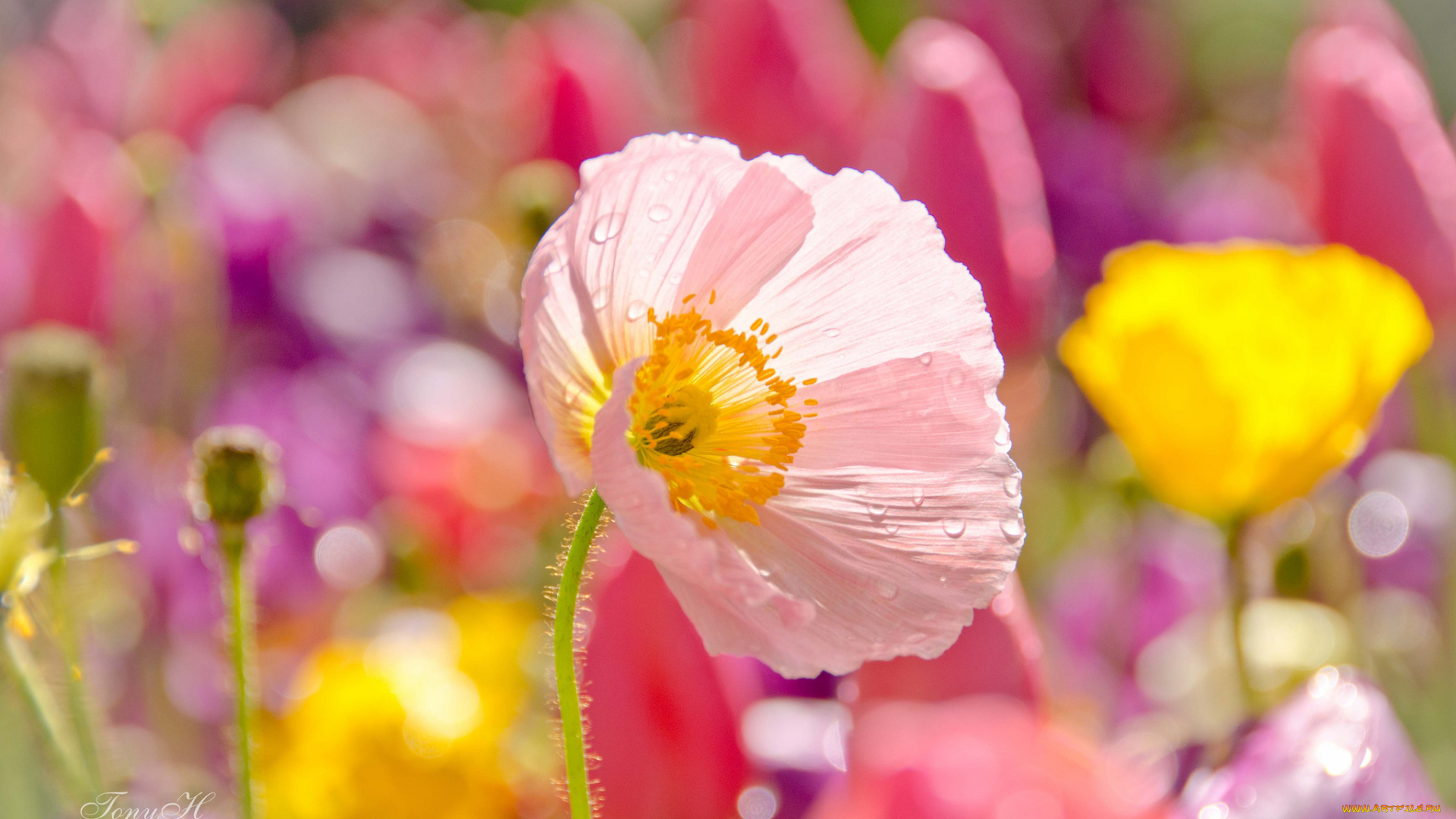 цветы, маки, ствол, цветение, луг, поле, лепестки, цветок