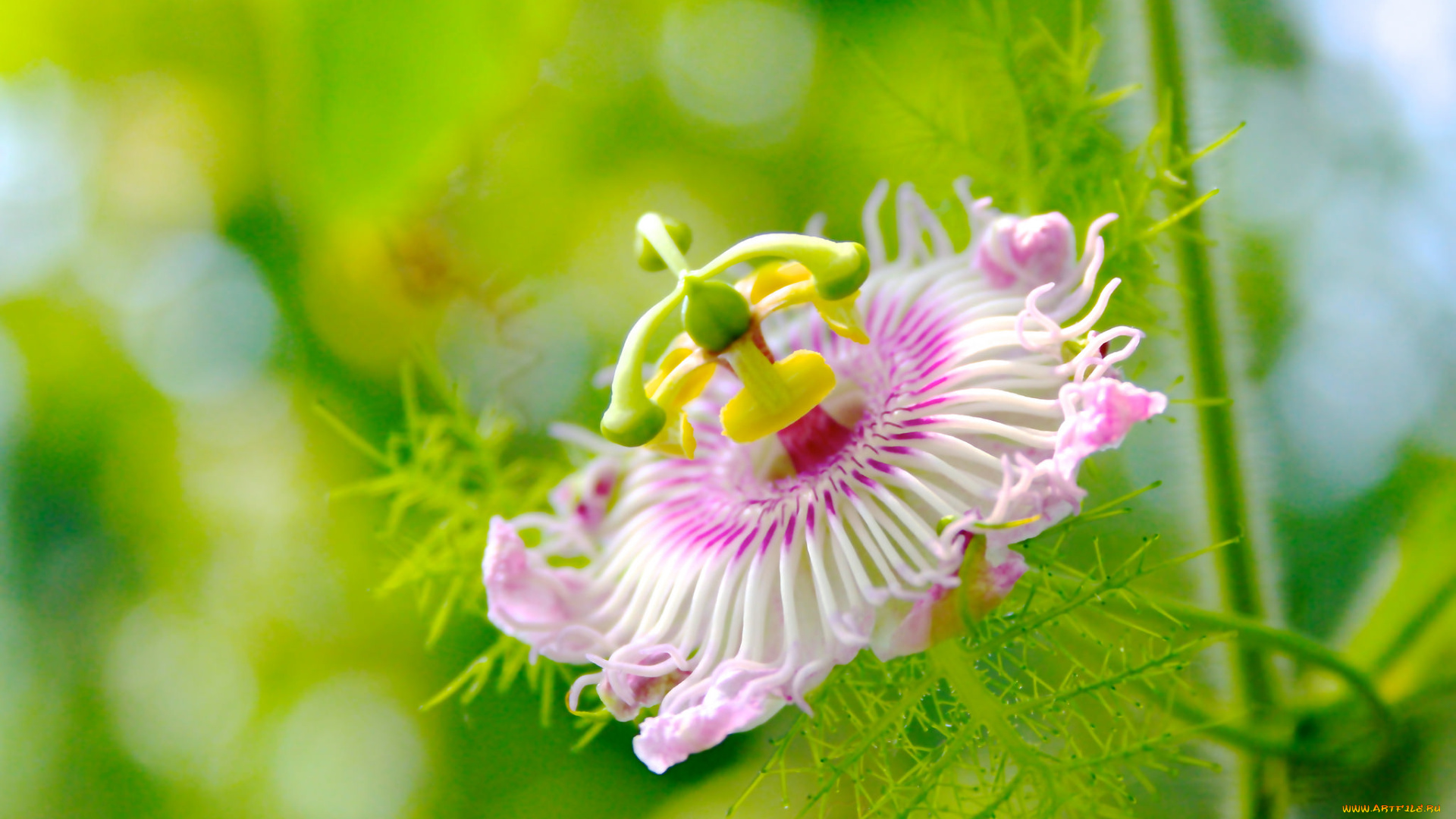 цветы, пассифлора, пестик, тычинка, розовая, лепестки, цветок