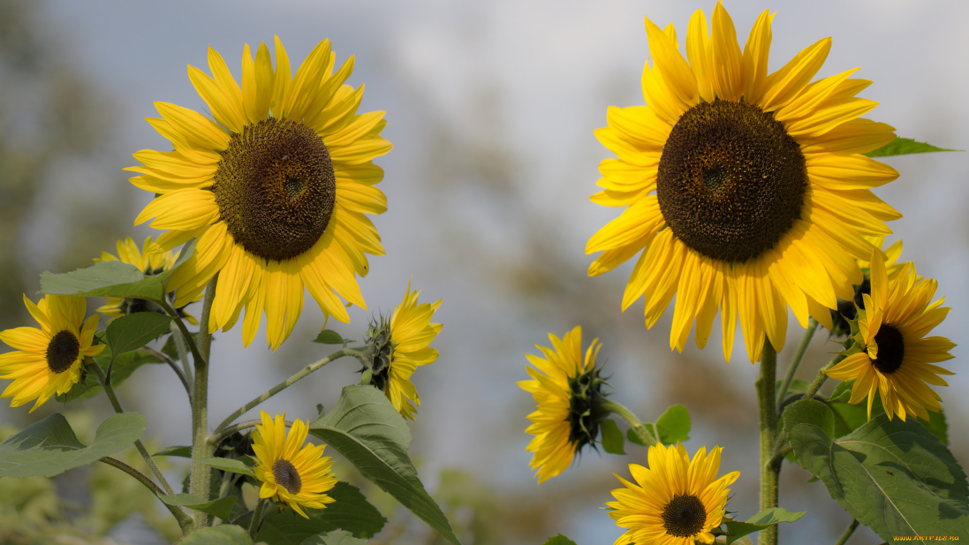 цветы, подсолнухи, sunflower, подсолнух, цветение, лепестки, bloom, flowers, petals