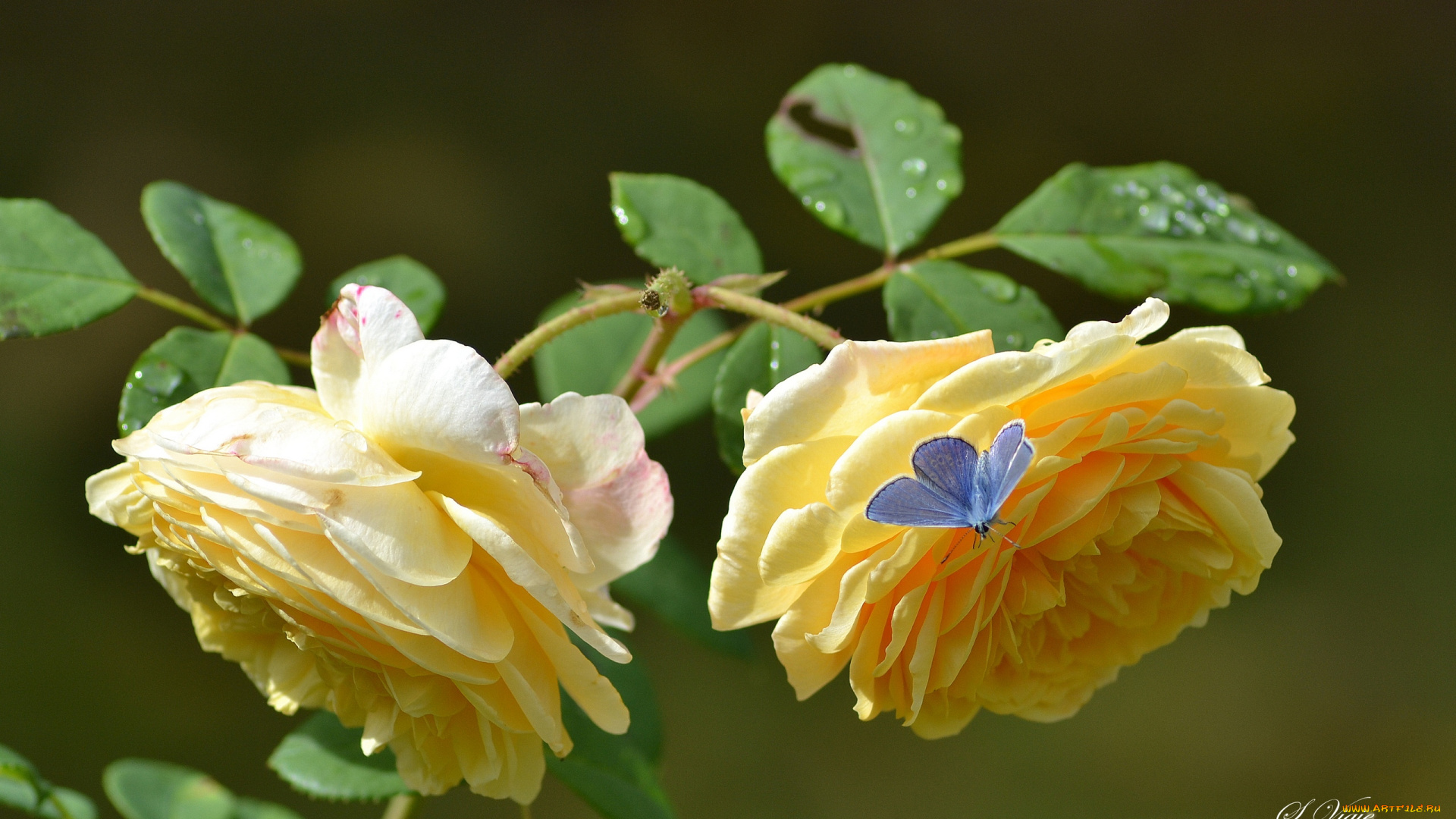 цветы, розы, бабочка, лепестки, желтая, роза, бутоны