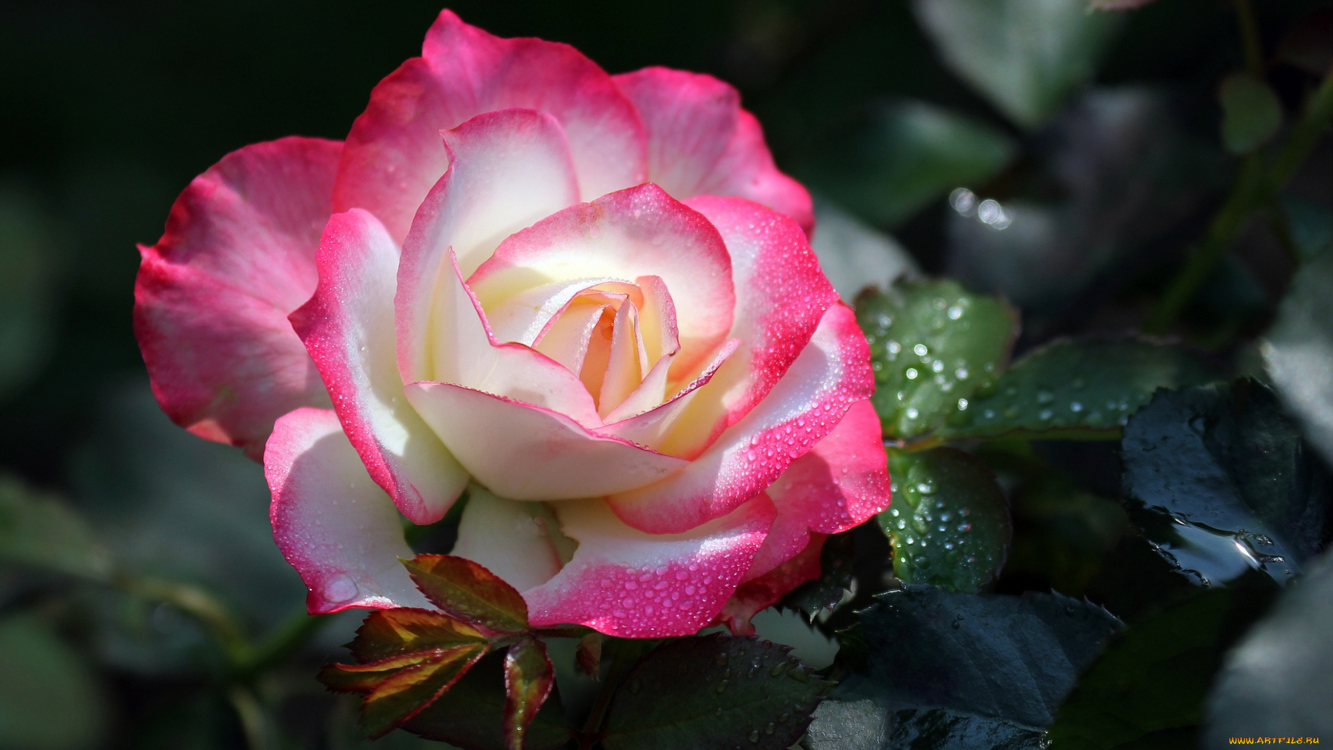 цветы, розы, бутон, цветение, бело-розовая, роза, лепестки