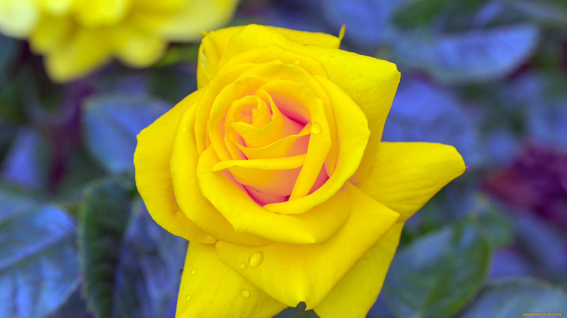 цветы, розы, бутон, роза, bud, rose, листья, цветение, лепестки, blossoms, leaves, petals