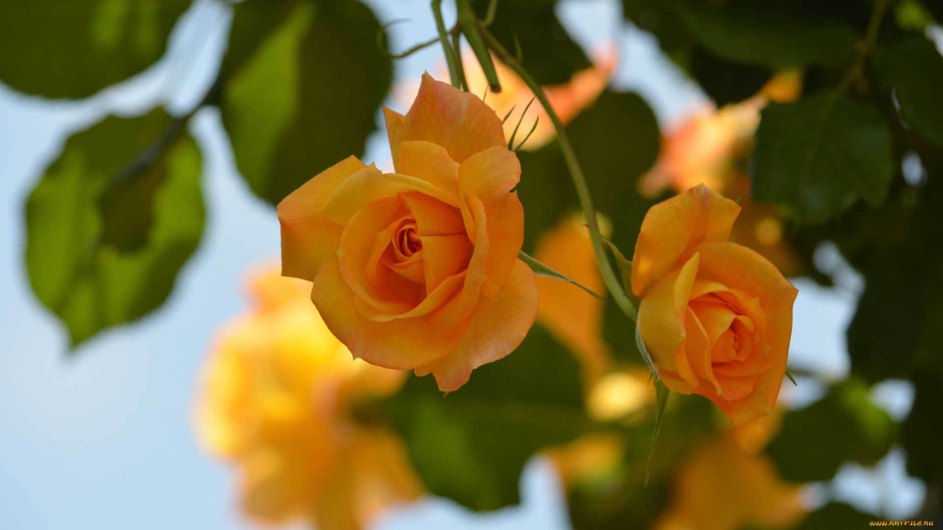 цветы, розы, petals, bud, rose, blossoms, роза, цветение, листья, лепестки, leaves, бутон