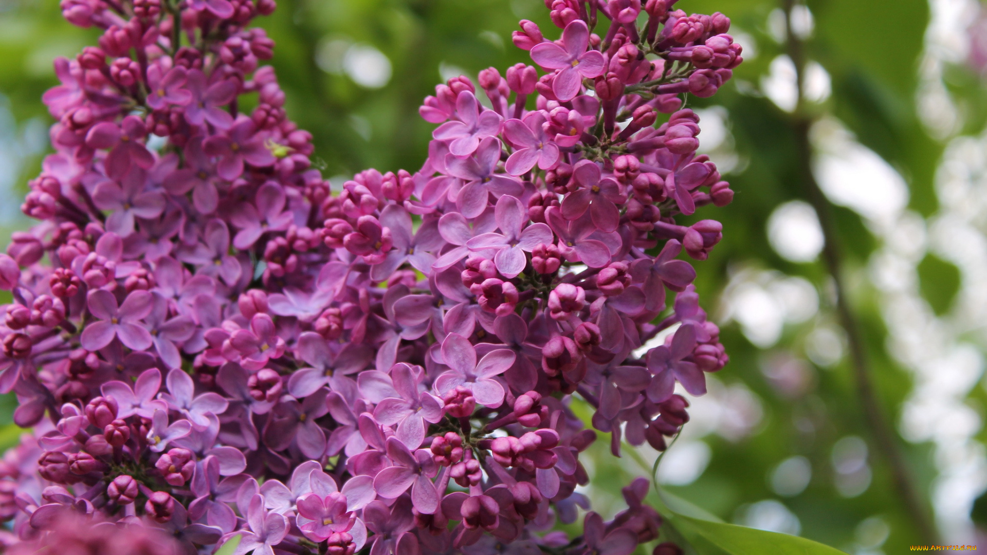 цветы, сирень, ветка, лепестки, цветение