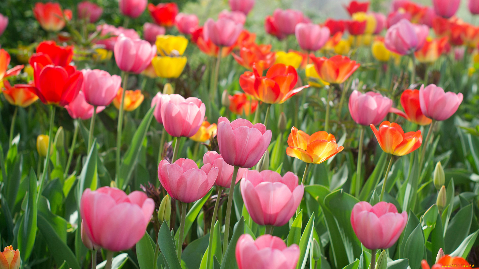 цветы, тюльпаны, and, many, flowers, tulips, лепестки, много, разноцветные, цветение, colorful, bloom