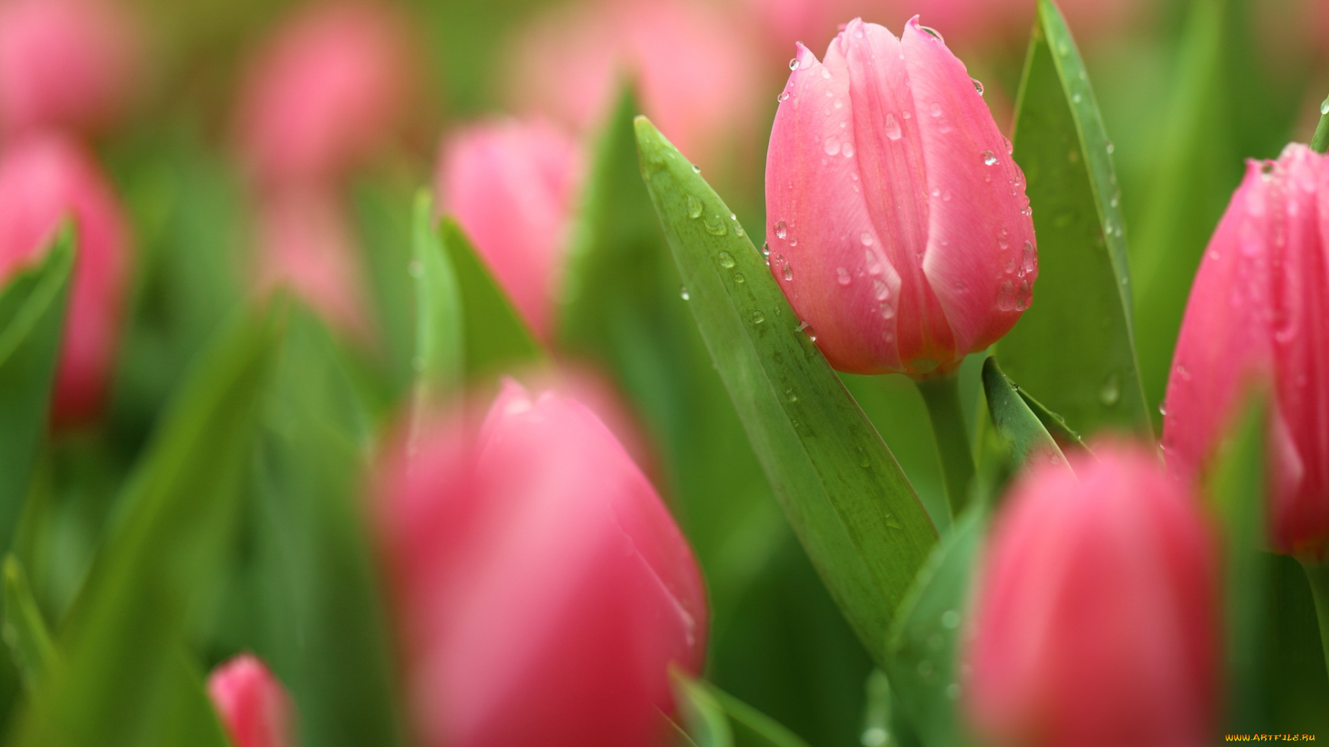 цветы, тюльпаны, бутоны, лепестки, цветение, капли