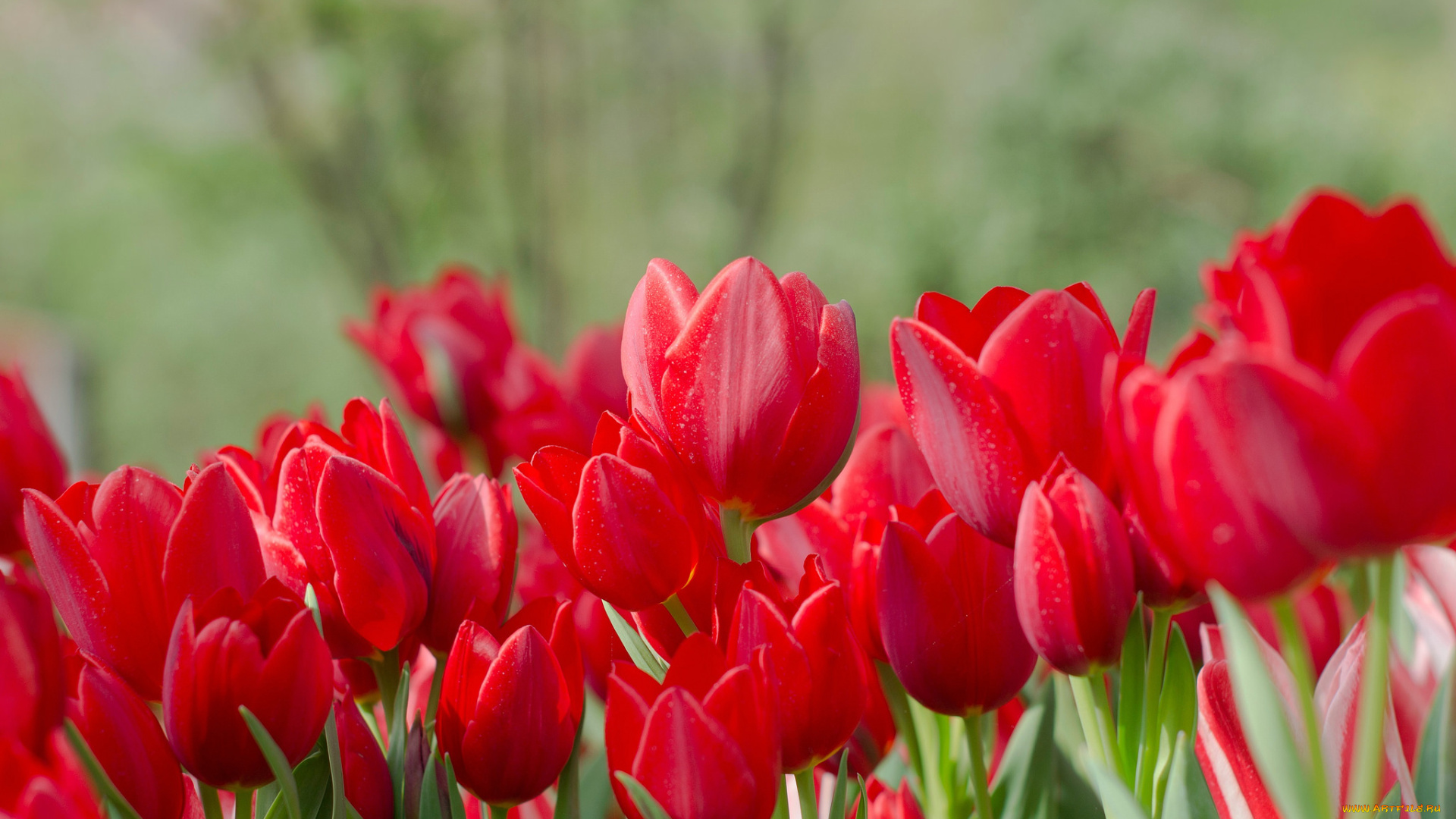 цветы, тюльпаны, цветение, бутоны, много, алый, лепестки